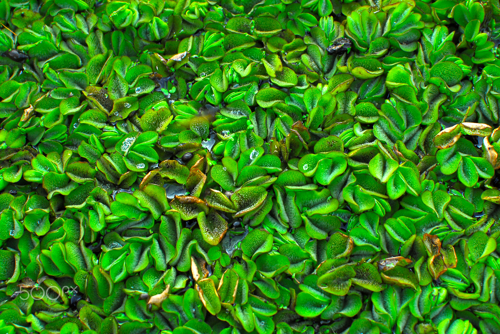 Nikon D200 sample photo. Leaf rug photography
