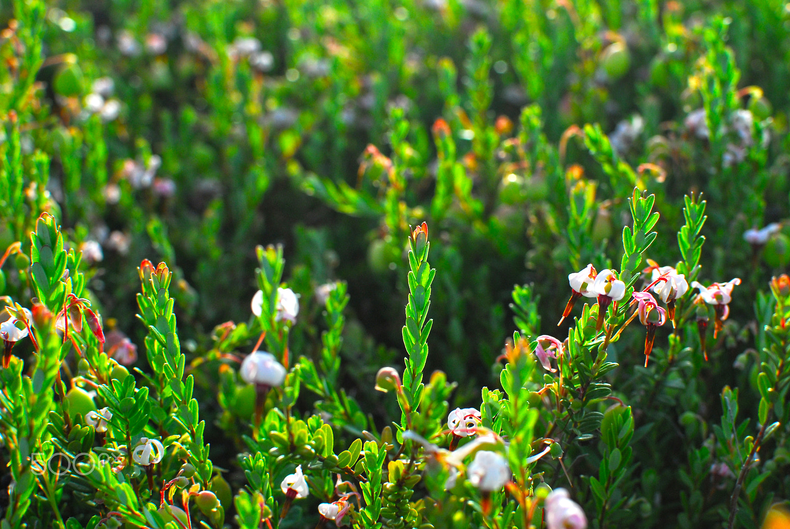 Nikon D200 sample photo. Tiny flowers photography