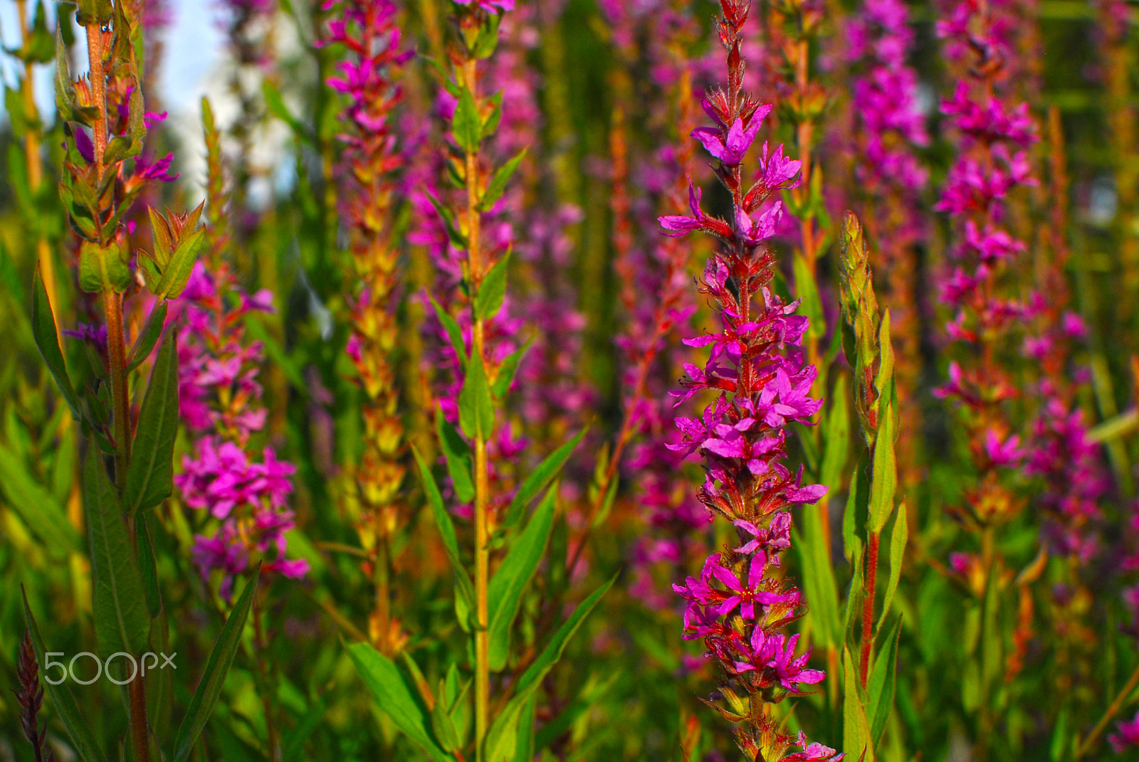 Nikon D200 + Nikon AF-S DX Nikkor 35mm F1.8G sample photo. Flowers photography