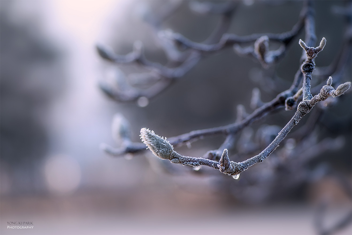 Pentax smc D-FA 100mm F2.8 Macro WR sample photo. Spring is coming over there photography