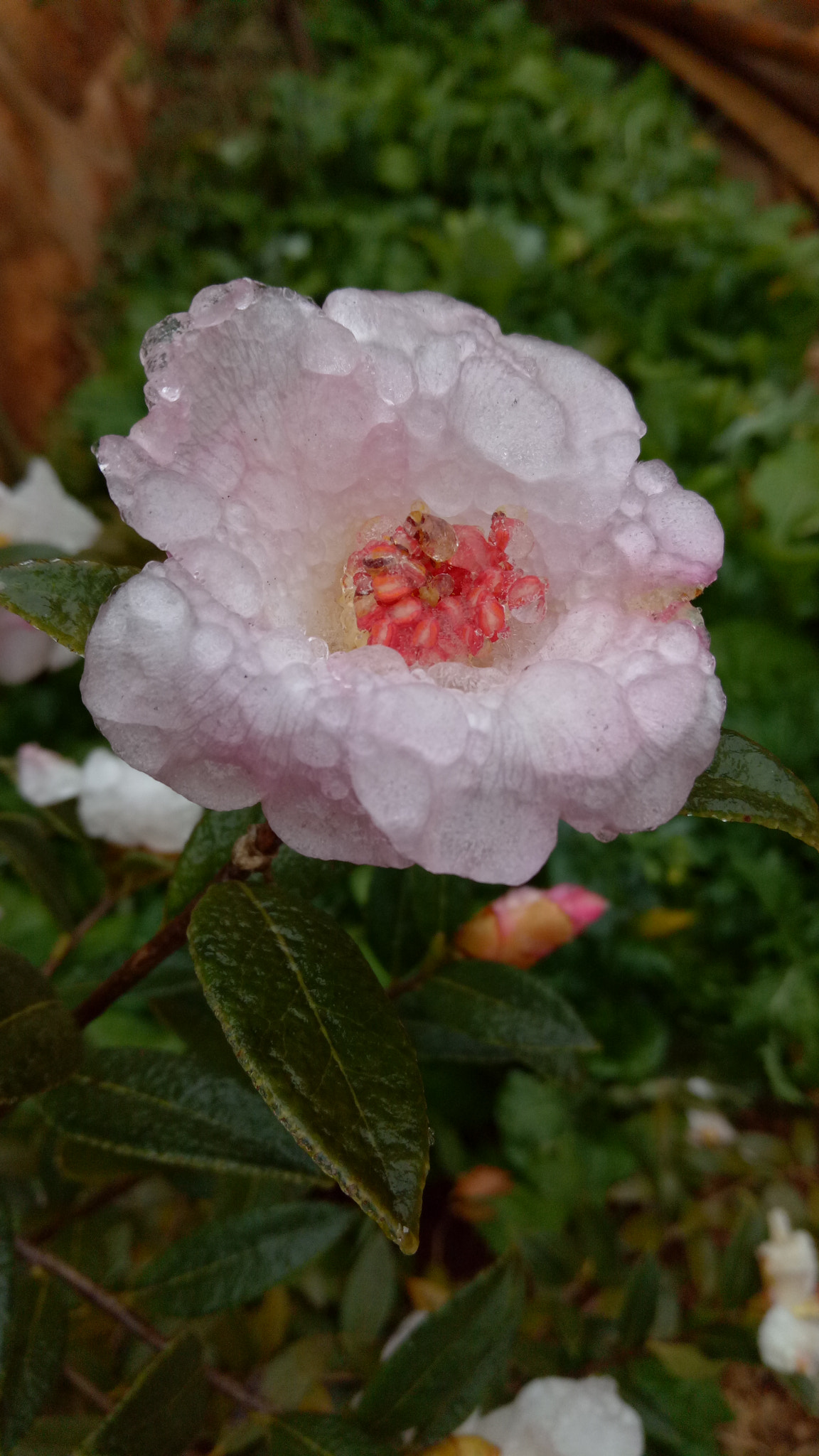 OPPO R9k sample photo. Ice photography