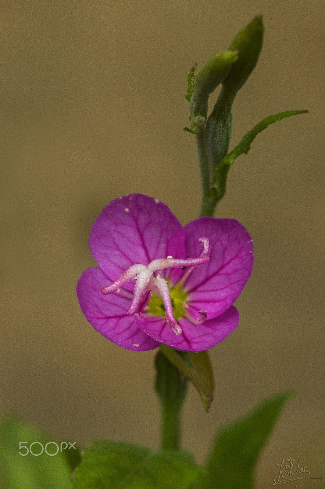 Canon EF 100mm F2.8 Macro USM sample photo. Like a wildflower.... photography