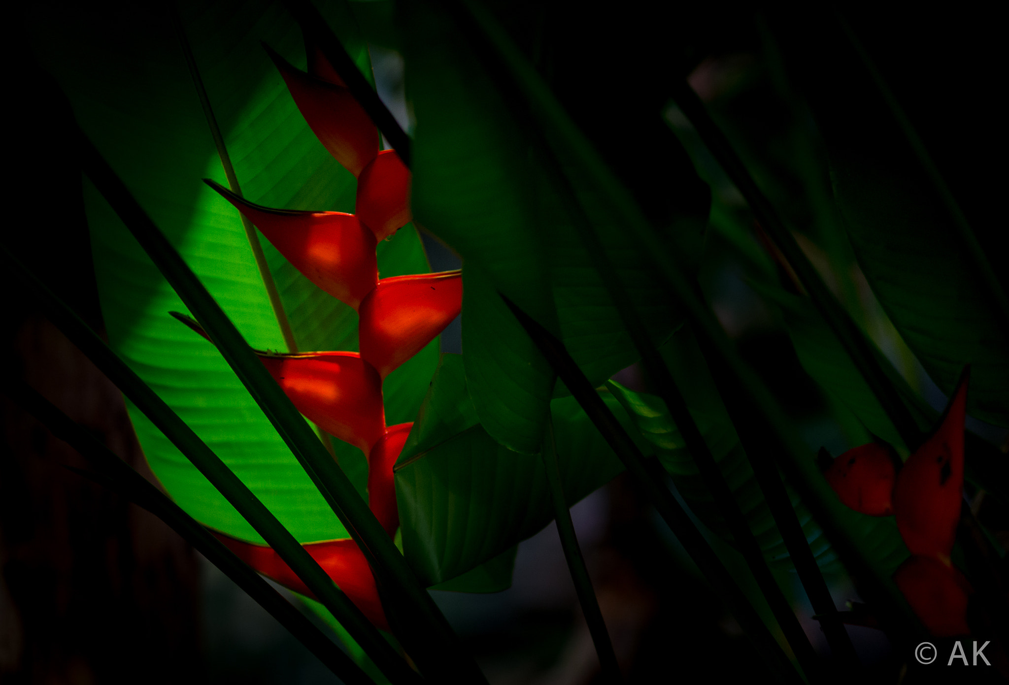 Canon EOS-1D X sample photo. Flower photography