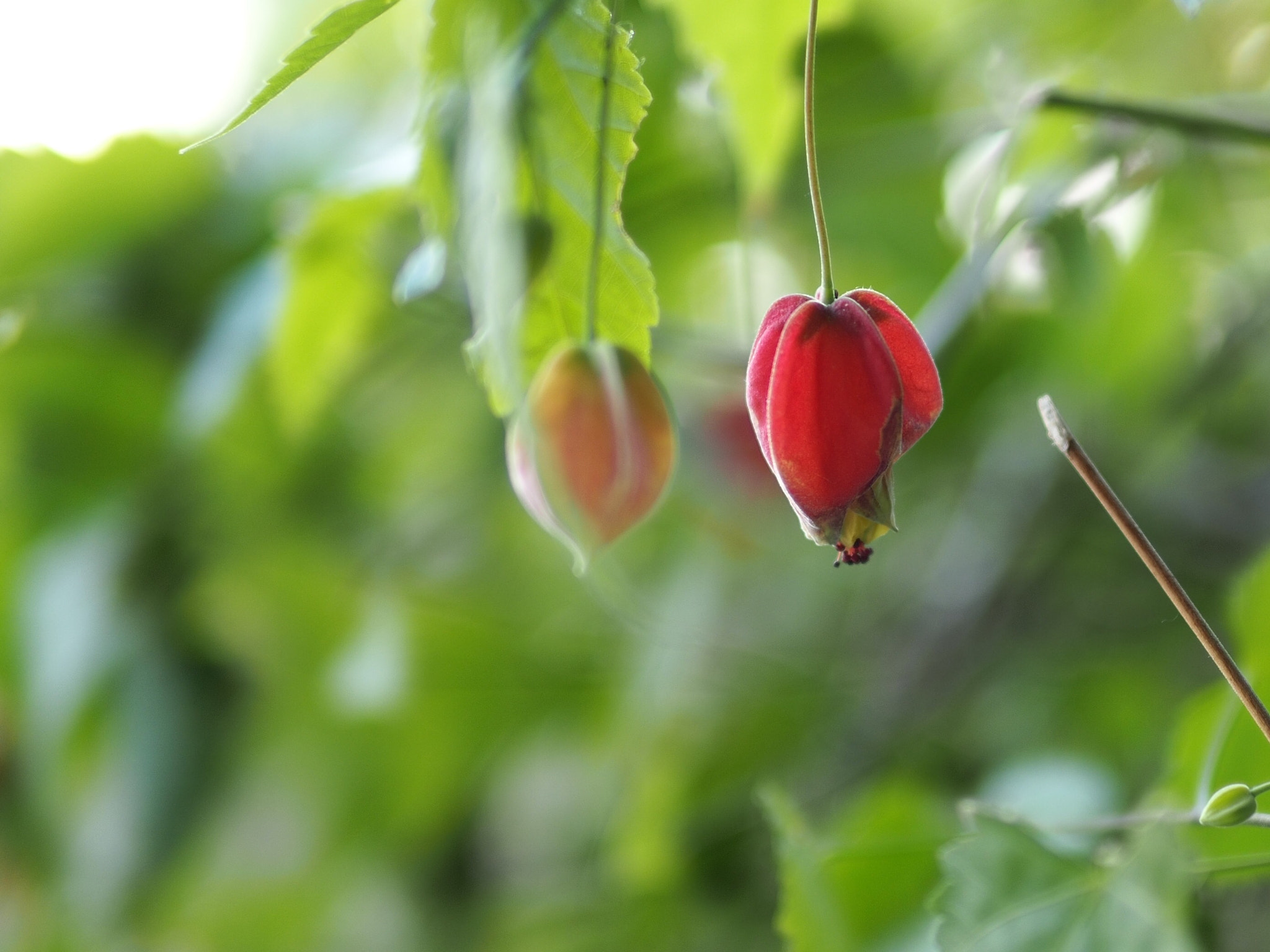 Olympus OM-D E-M5 II + Panasonic Leica DG Summilux 25mm F1.4 II ASPH sample photo. Dreamy photography