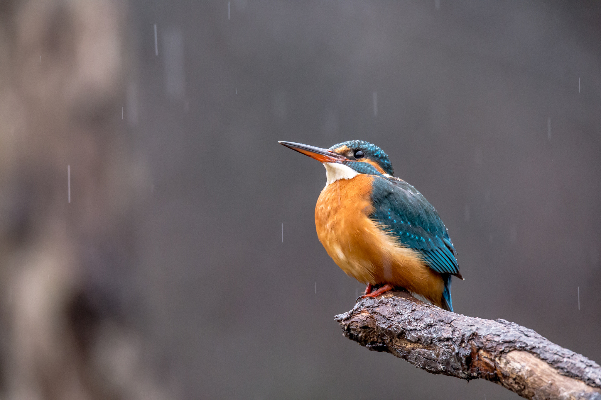 Sigma 150-600mm F5-6.3 DG OS HSM | C sample photo. It's raining! photography