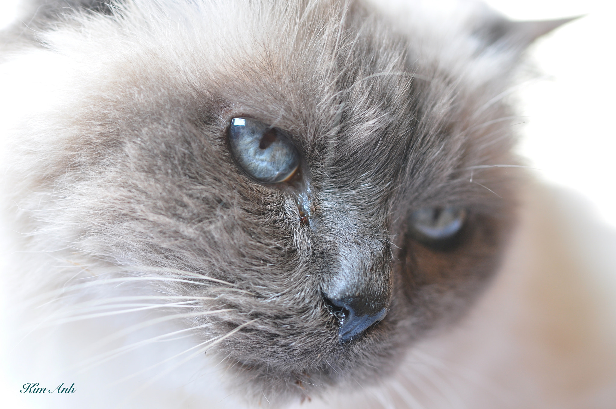 Nikon D90 + Tamron SP 90mm F2.8 Di VC USD 1:1 Macro (F004) sample photo. My over 19 yr old kitty. photography