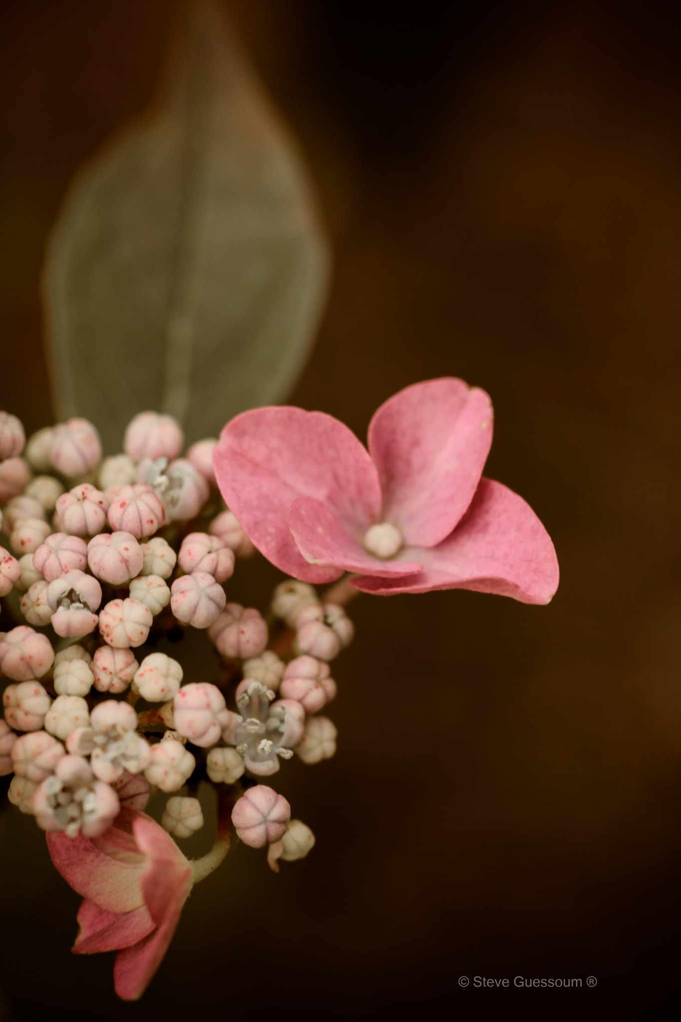 Sigma 50mm f/1.4 EX DG HSM + 1.4x sample photo