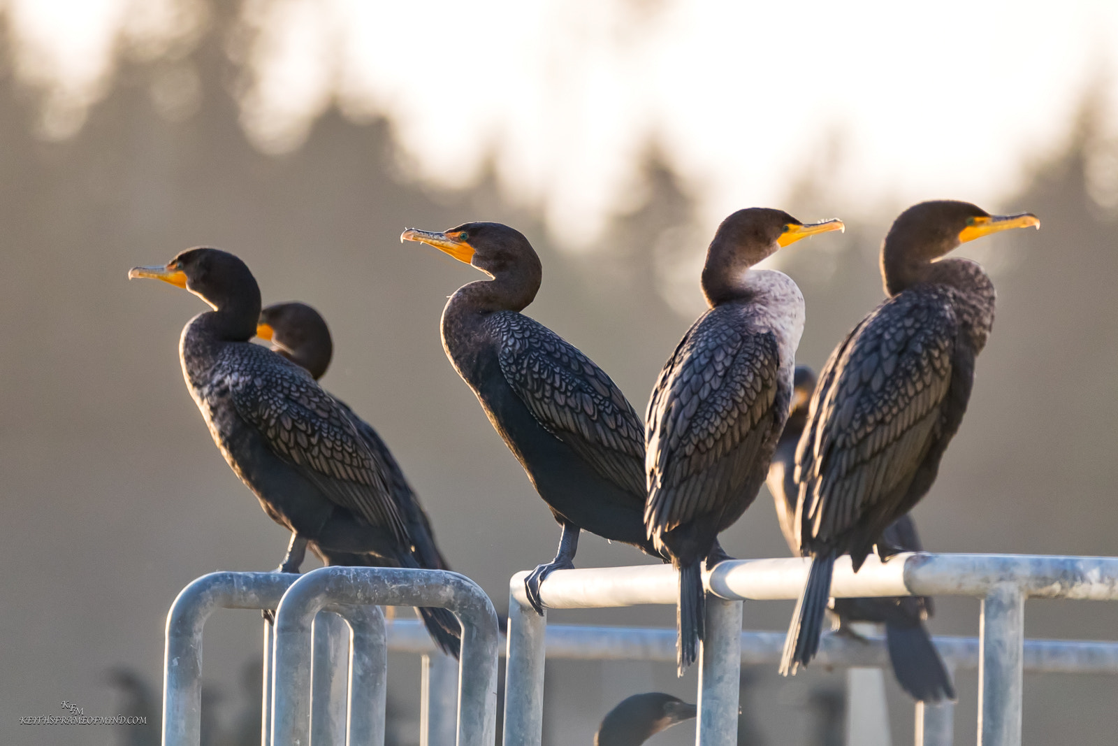 150-600mm F5-6.3 DG OS HSM | Contemporary 015 sample photo. Double crested cormorants photography