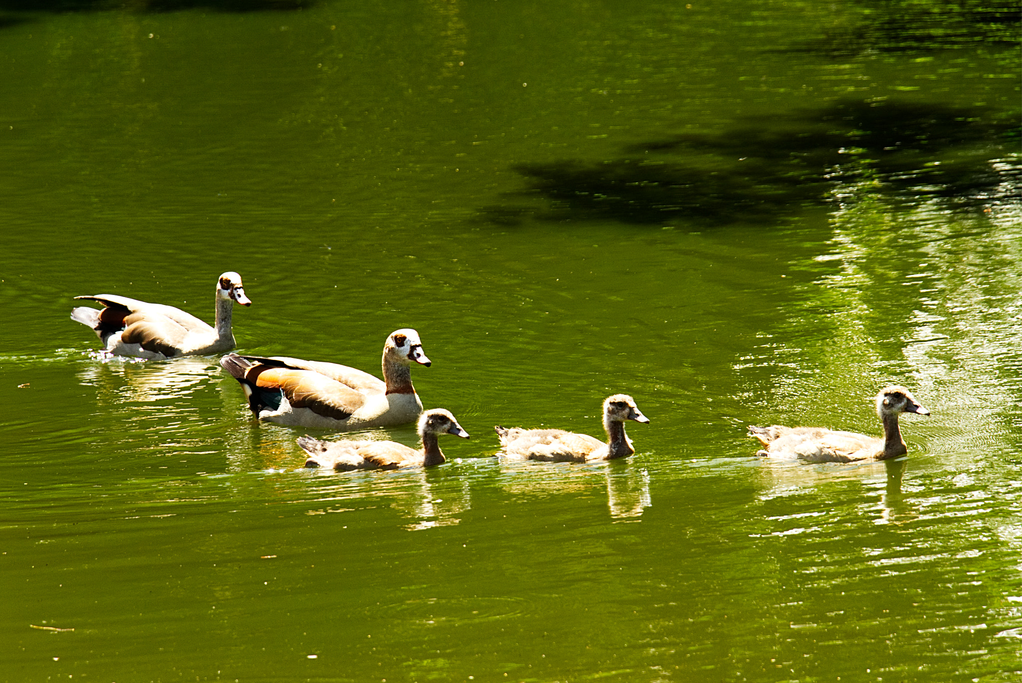 18.0 - 135.0 mm sample photo. Border crossing photography