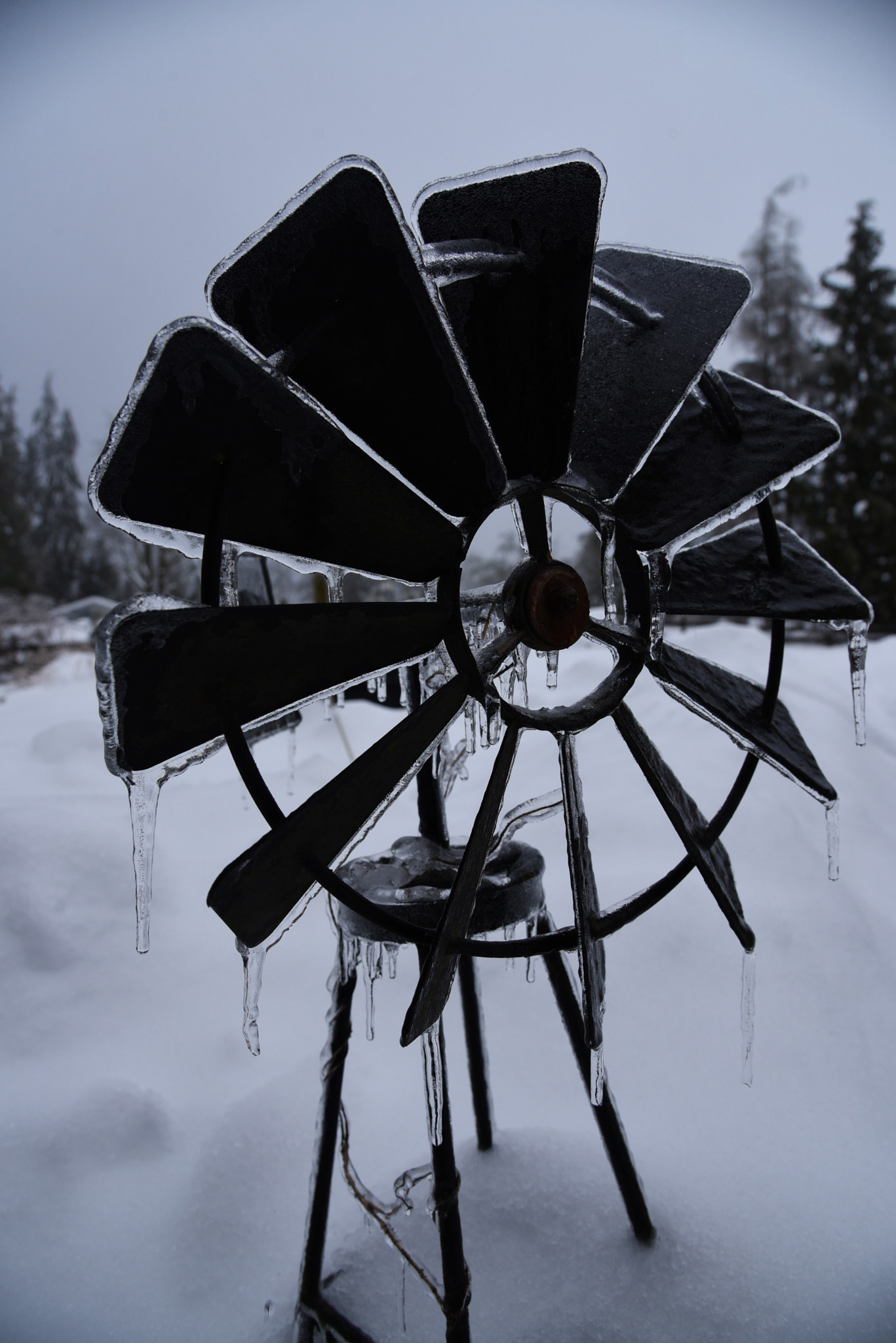 Nikon D750 + Sigma 50mm F2.8 EX DG Macro sample photo. Freezing rain photography