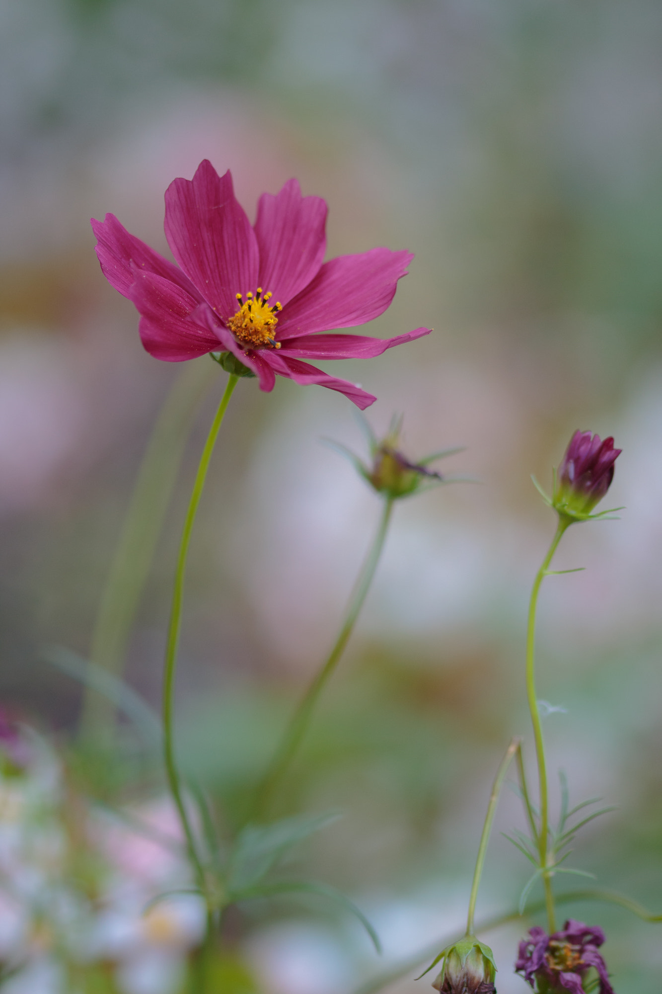 Sigma 105mm F2.8 EX DG OS HSM sample photo. Nature  photography