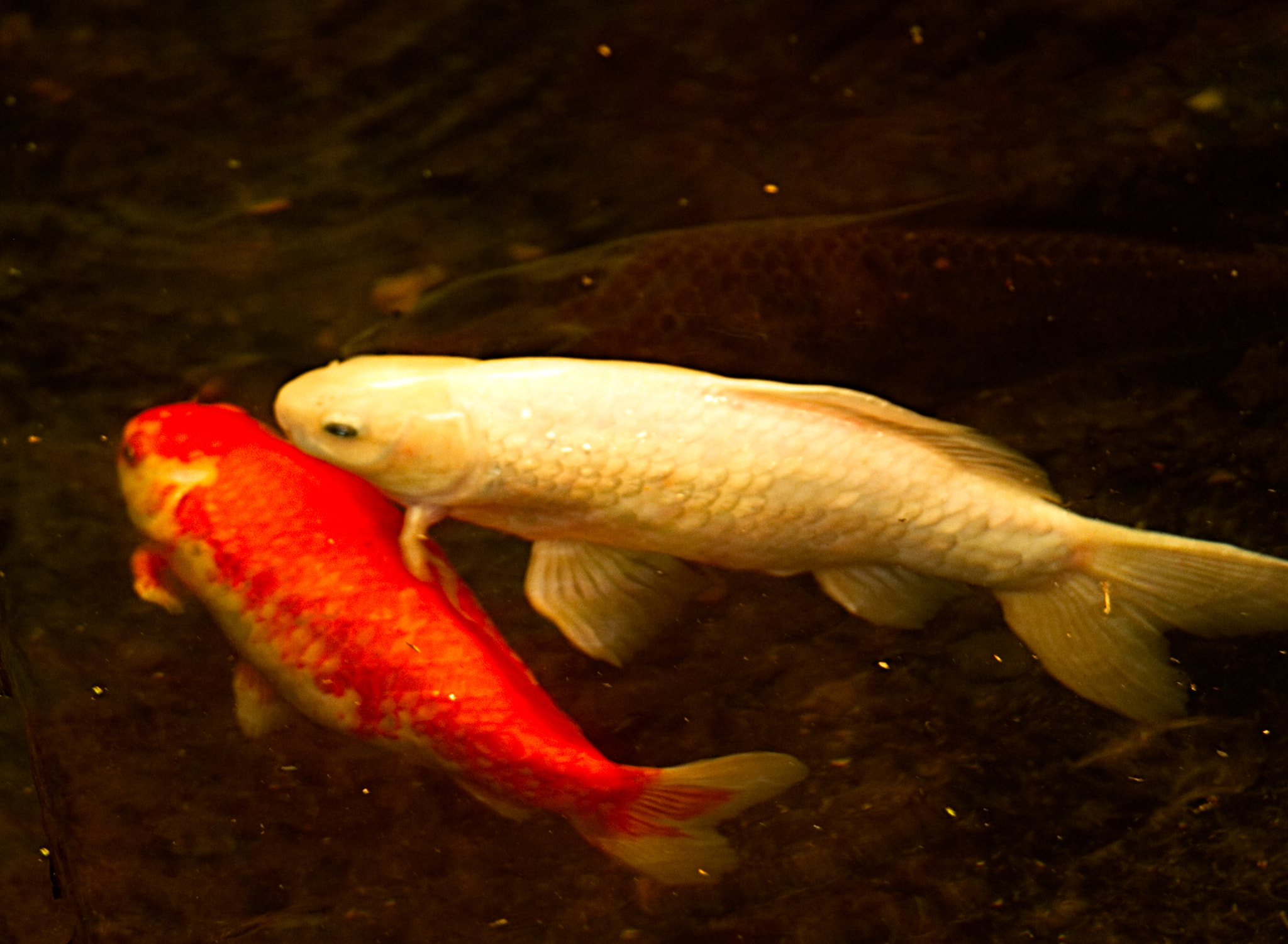18.0 - 135.0 mm sample photo. Kissing cousins photography
