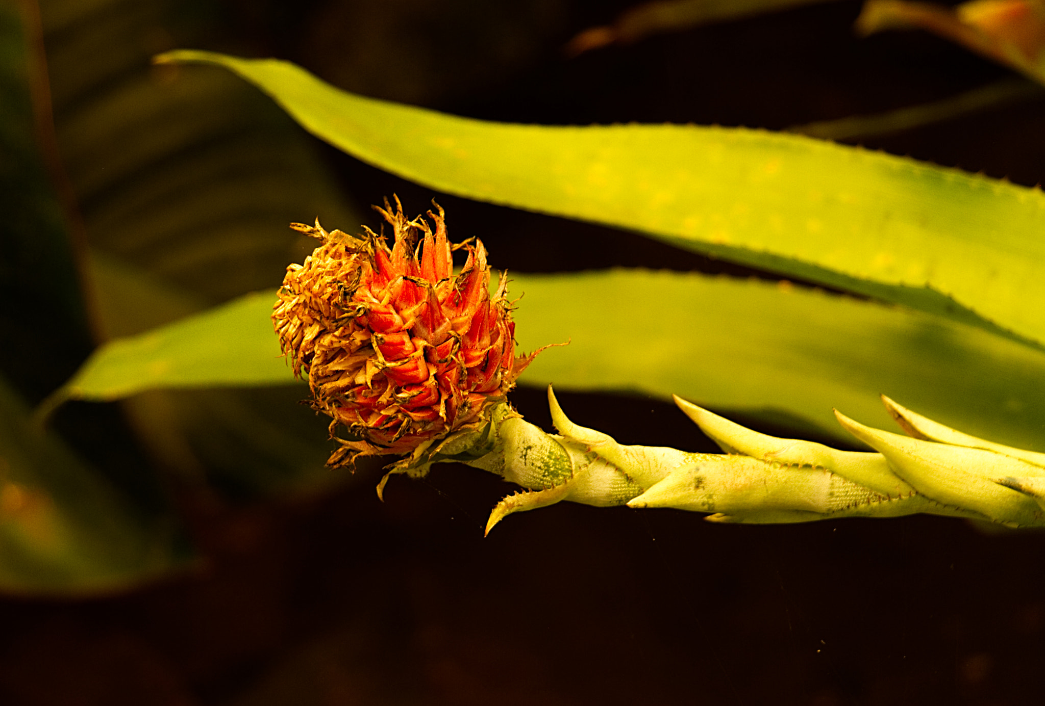 18.0 - 135.0 mm sample photo. The protea photography