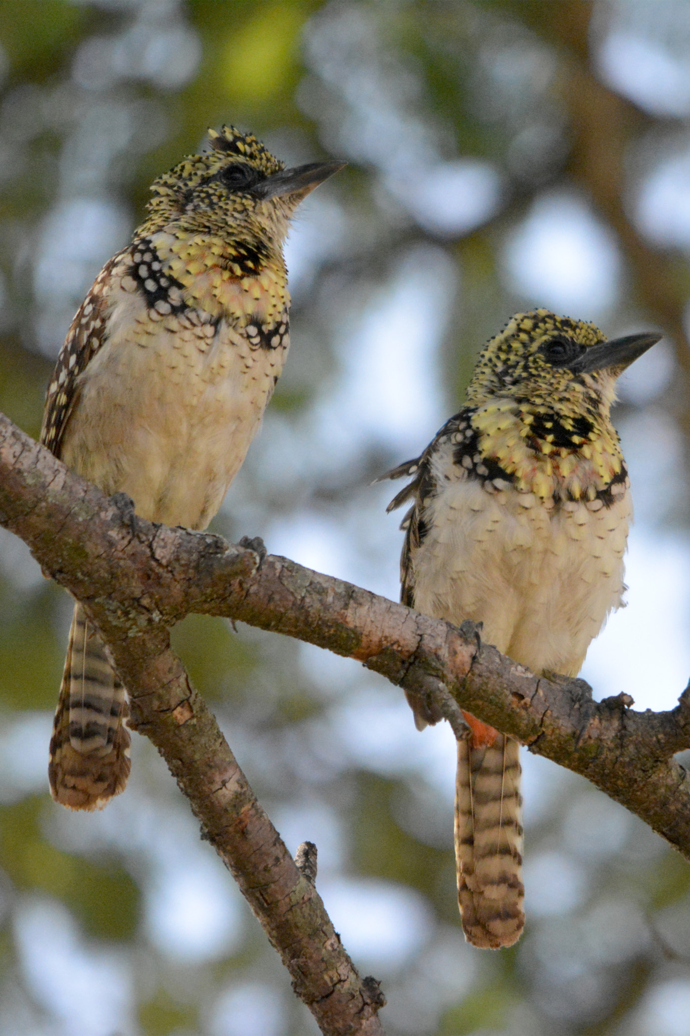 Sigma 150-500mm F5-6.3 DG OS HSM sample photo. Usambiro barbet, brodal ciemnodzioby photography