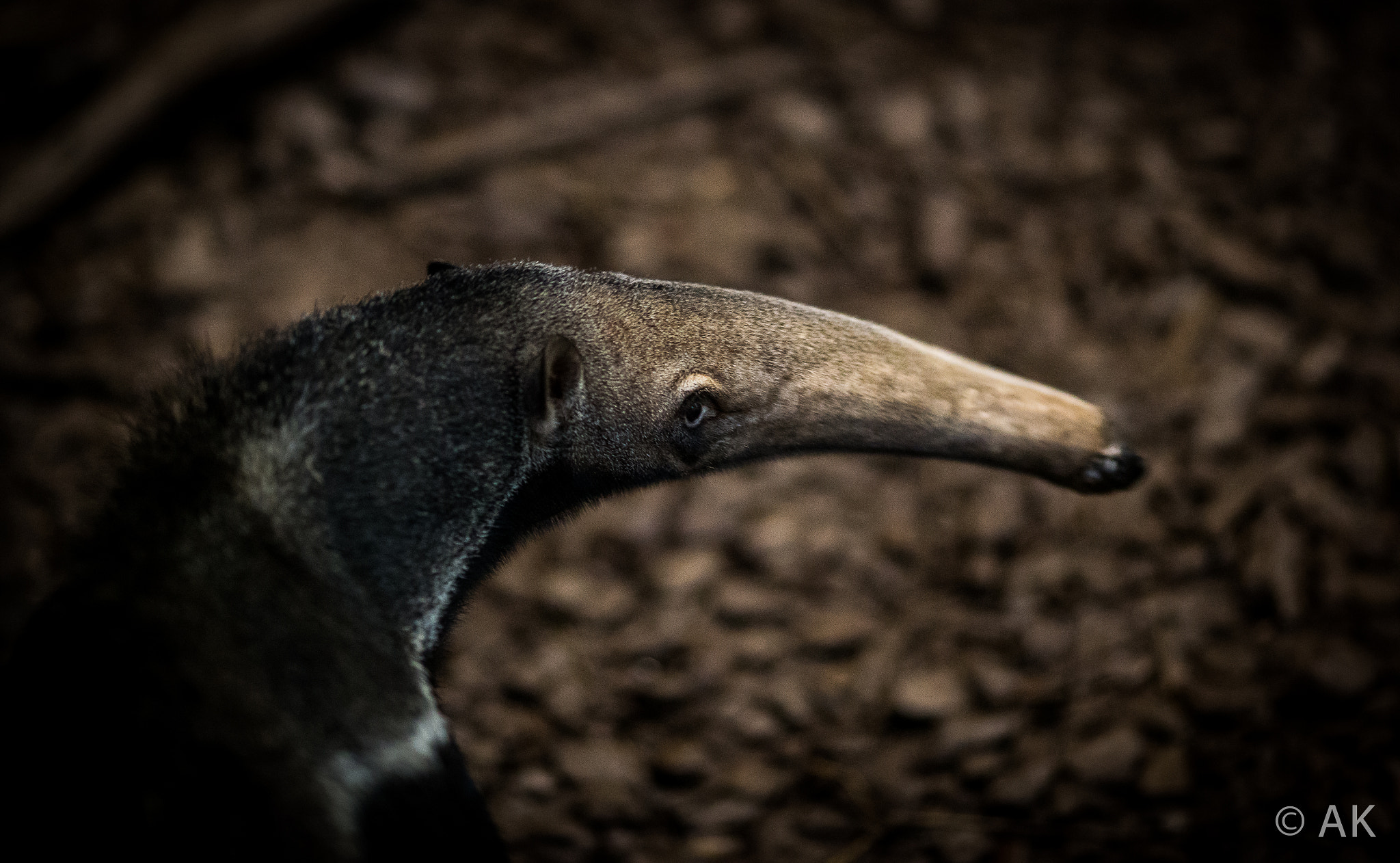 Canon EF 135mm F2L USM sample photo. Anteater photography