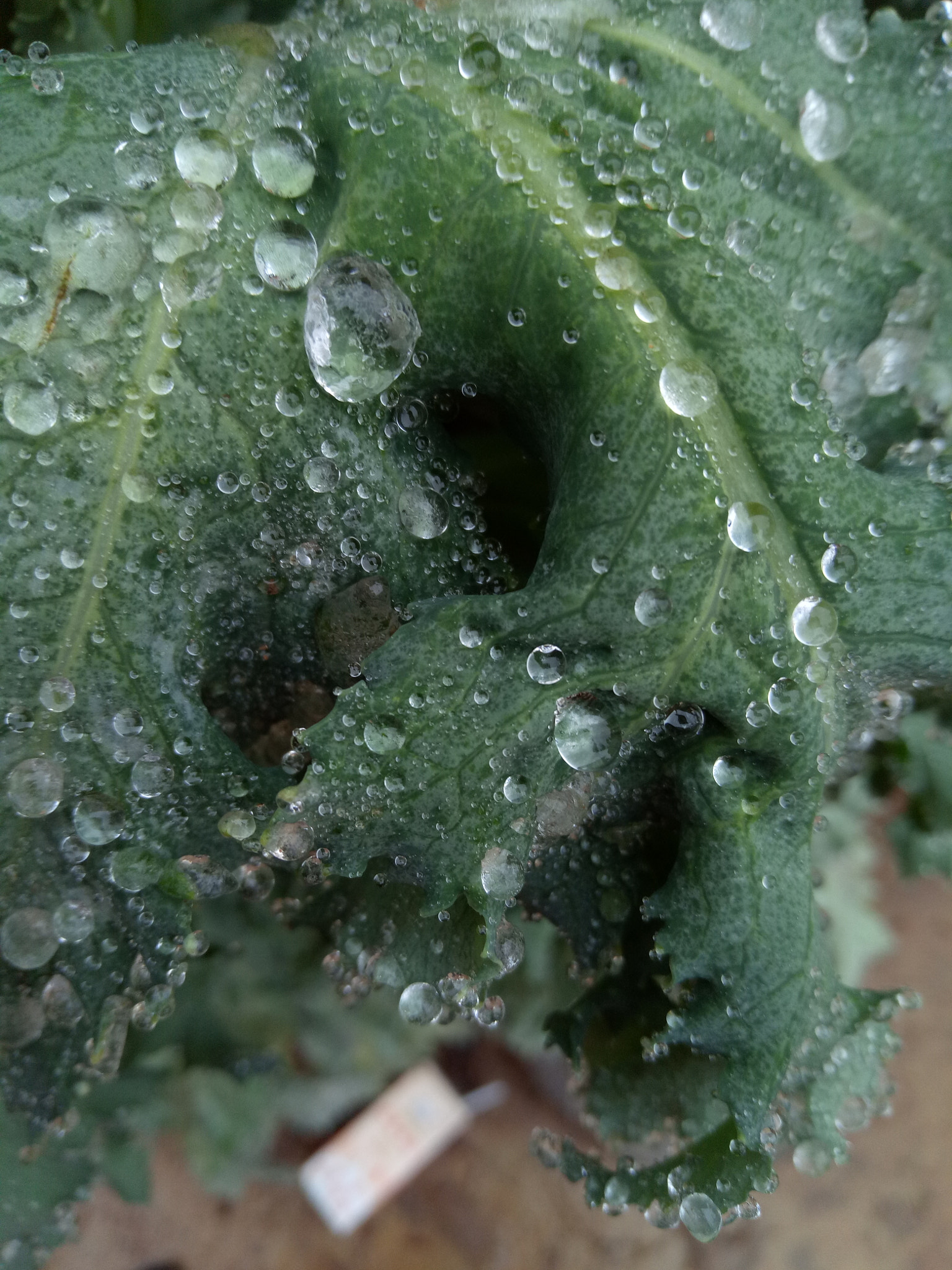 OPPO R9k sample photo. Ice photography