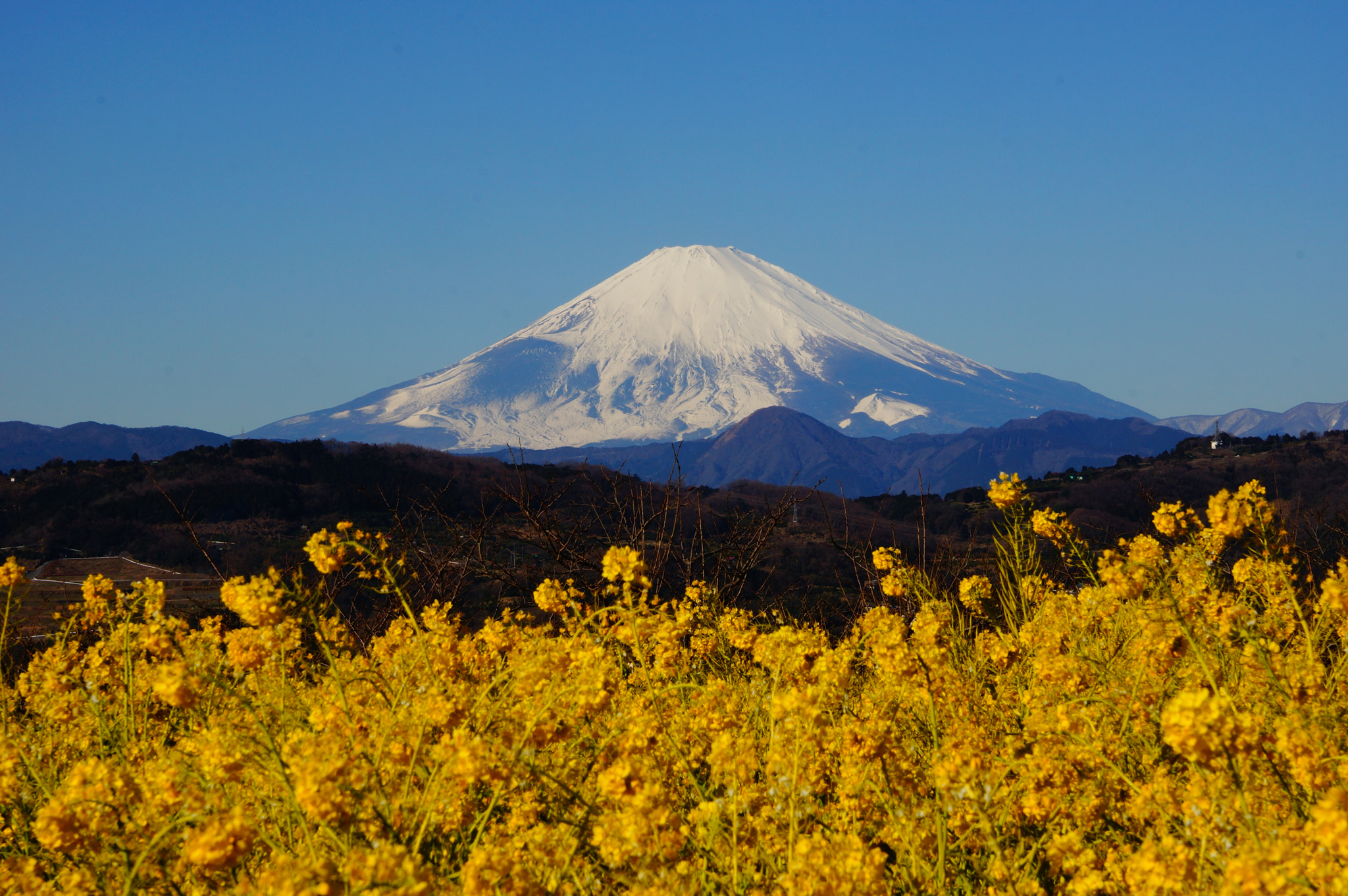Sony SLT-A77 sample photo. 菜の花と富士山 photography