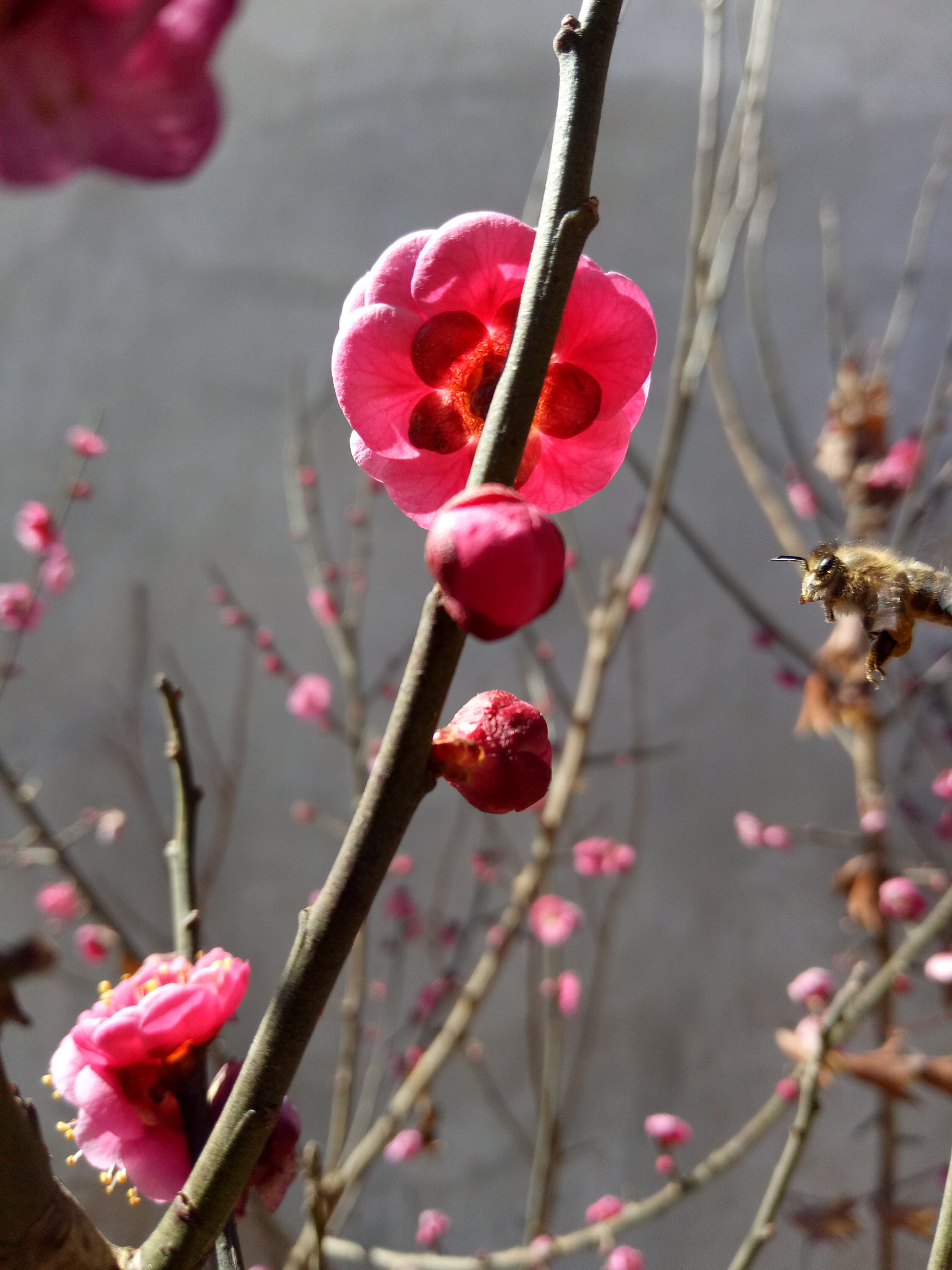 OPPO R9k sample photo
