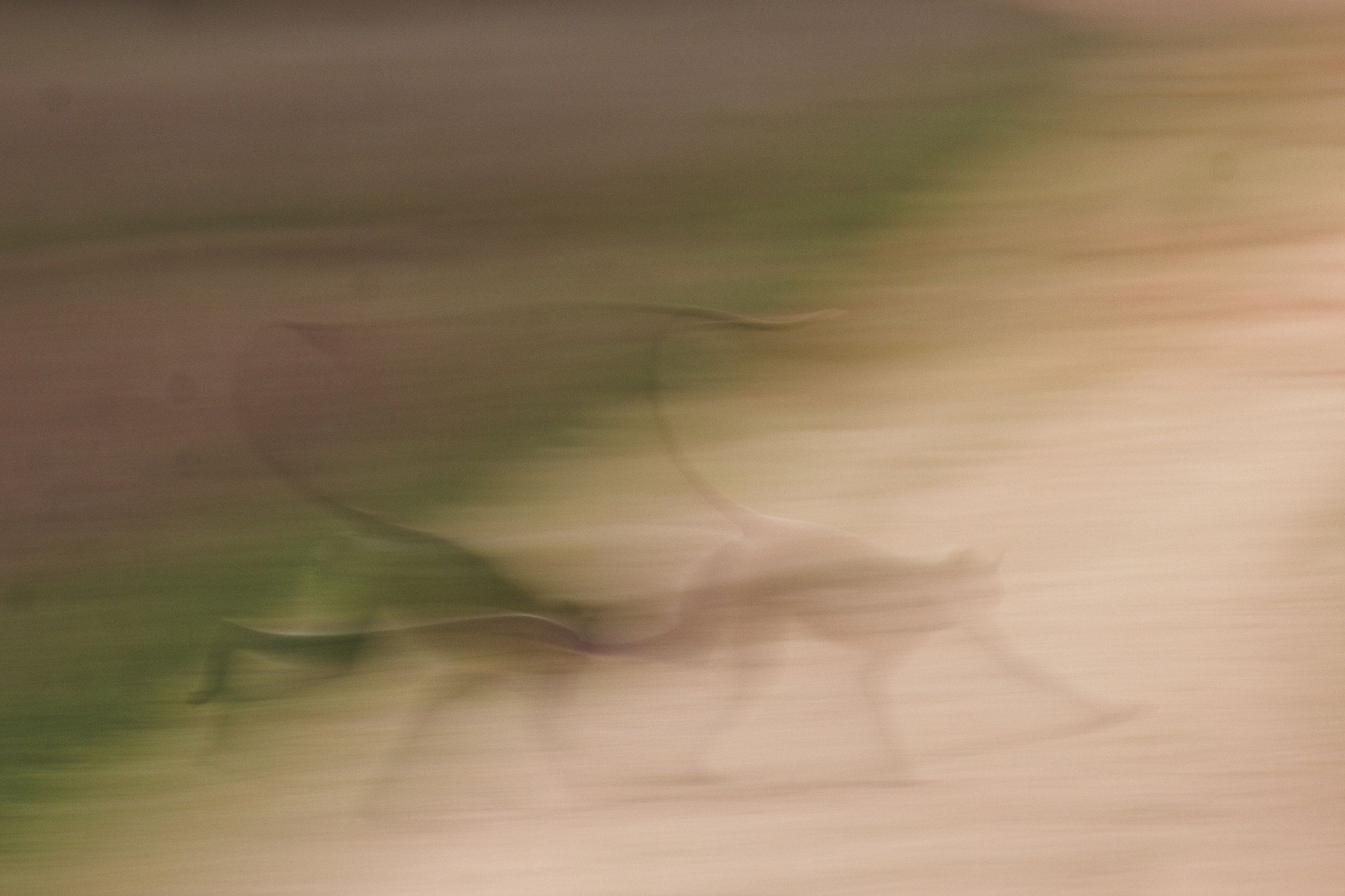 Tamron SP 35mm F1.8 Di VC USD sample photo. Monkey crossing photography