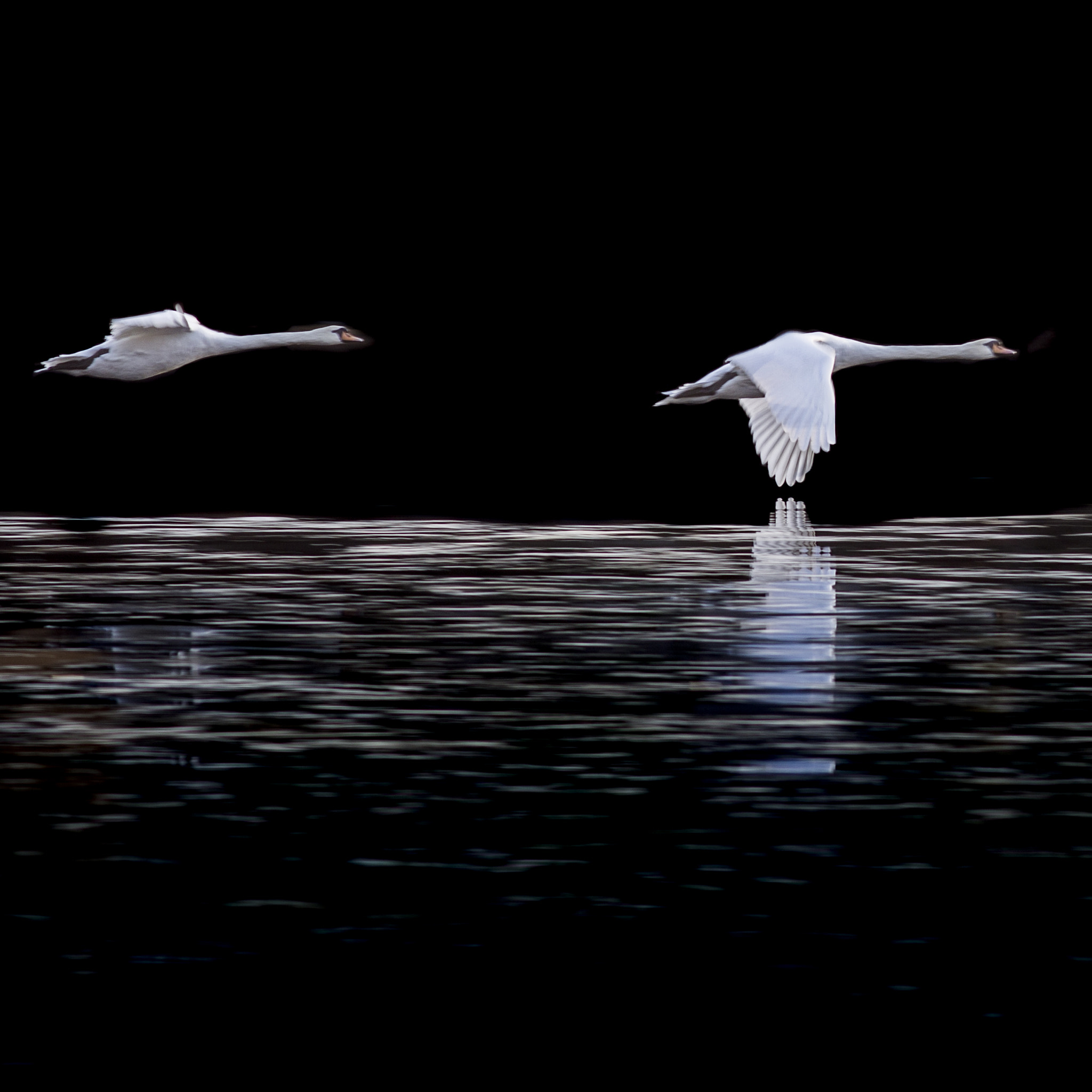 Canon EF 200mm f/2.8L II + 2x sample photo. Swans photography