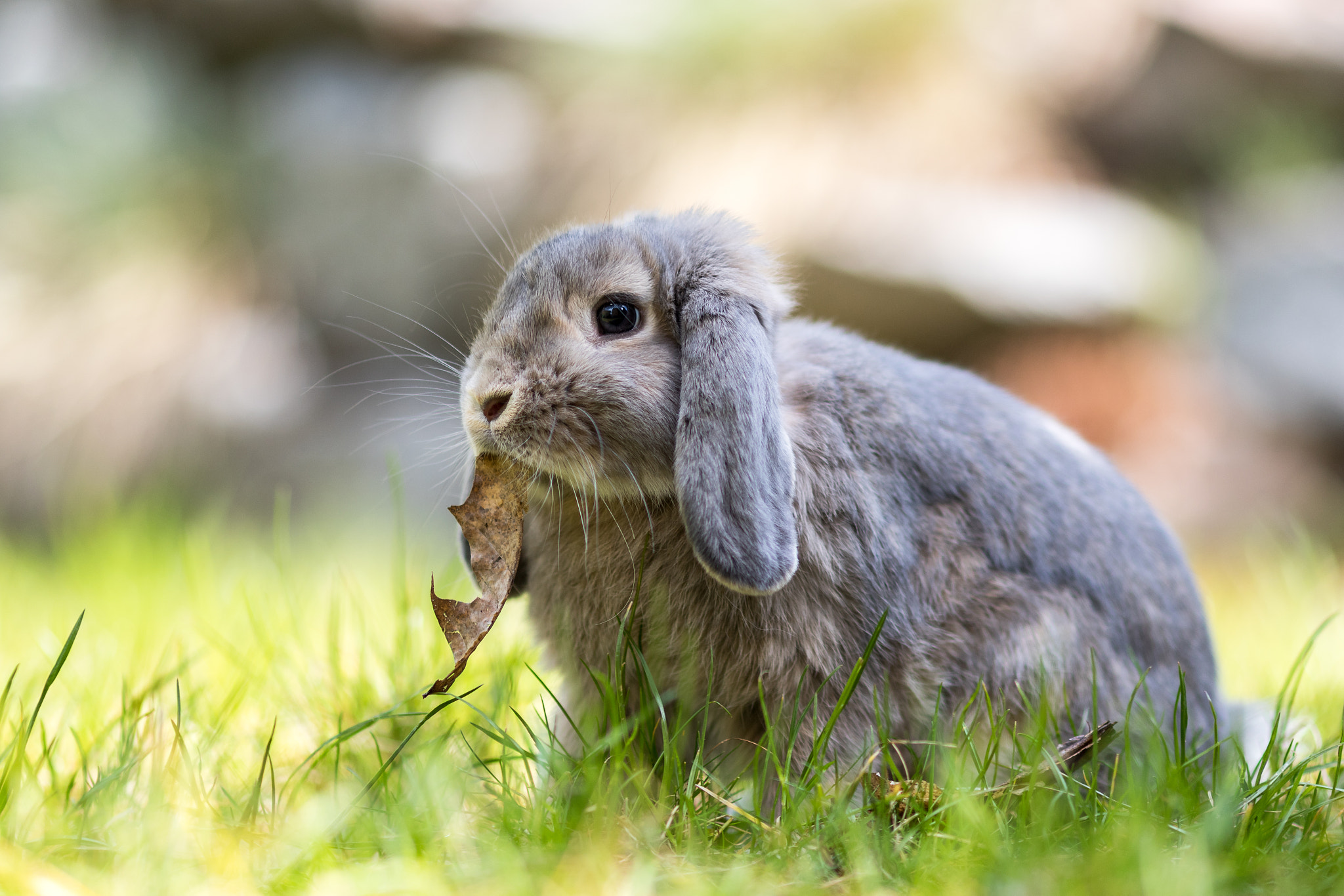 Canon EOS 7D Mark II + Canon EF 135mm F2L USM sample photo. Cute rabbit photography