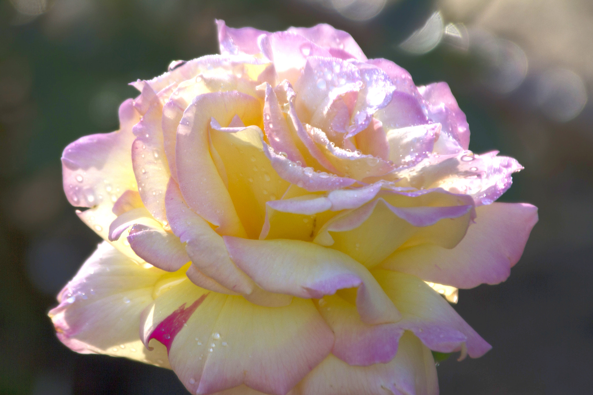 Canon EOS 7D sample photo. A rose with dew photography