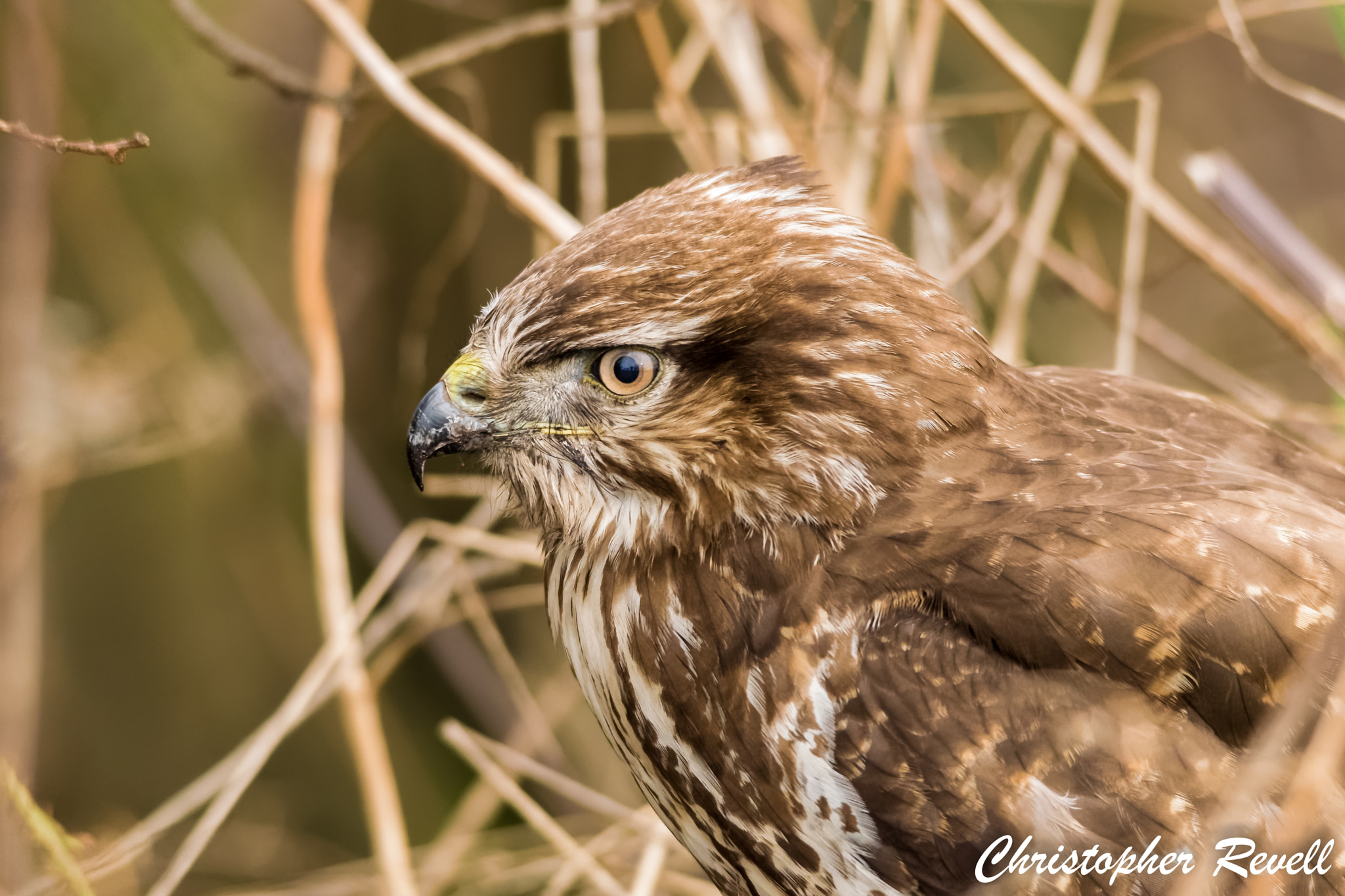 Sigma 150-500mm F5-6.3 DG OS HSM sample photo. Common buzzard portrait - woodwalton fen photography