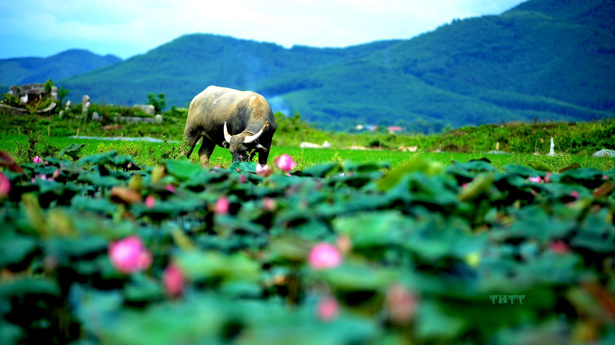Nikon AF-Nikkor 80-200mm F2.8D ED sample photo. Happy buffalo photography