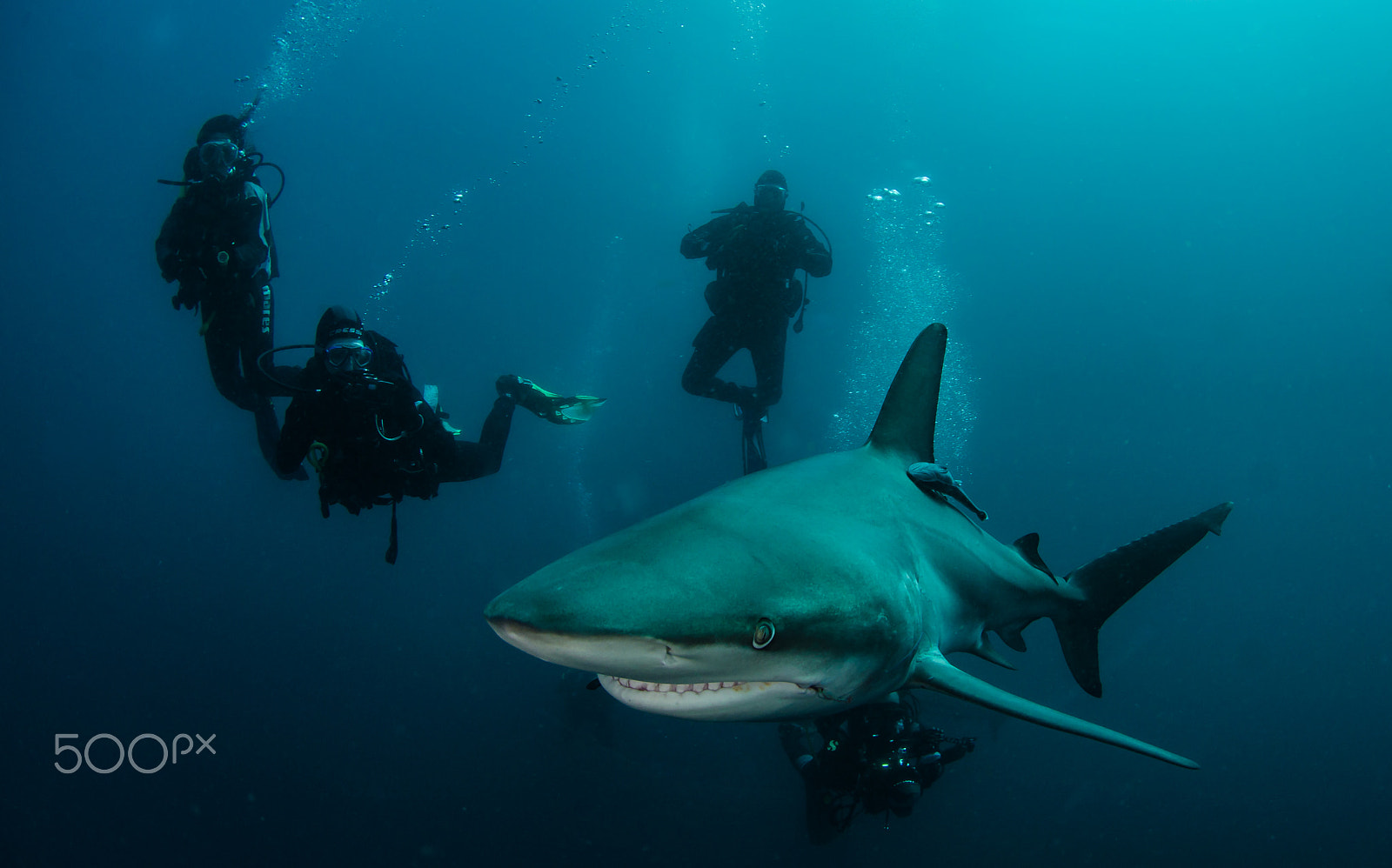 Nikon AF DX Fisheye-Nikkor 10.5mm F2.8G ED sample photo. Following the shark photography