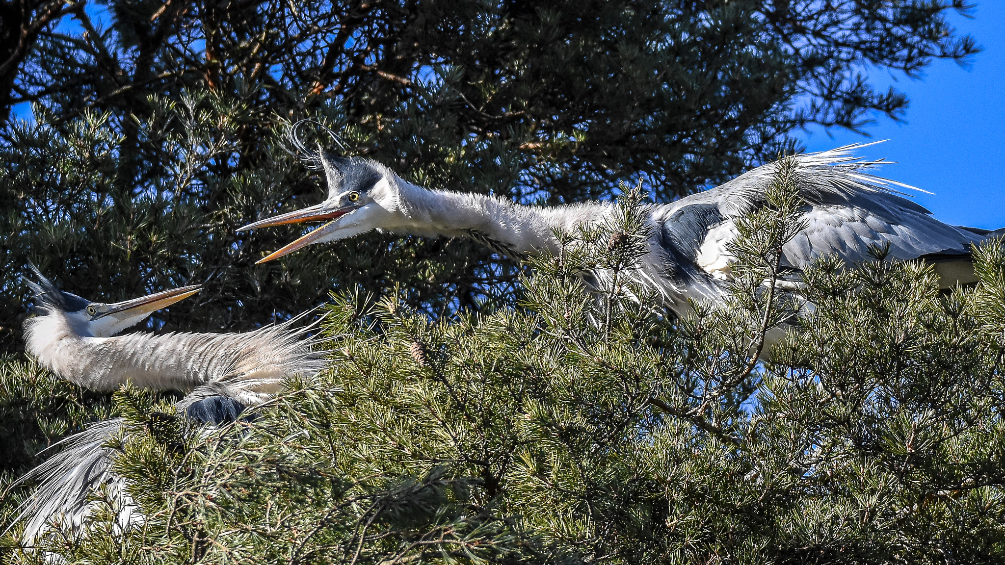 Sigma 150-600mm F5-6.3 DG OS HSM | S sample photo. Upset photography