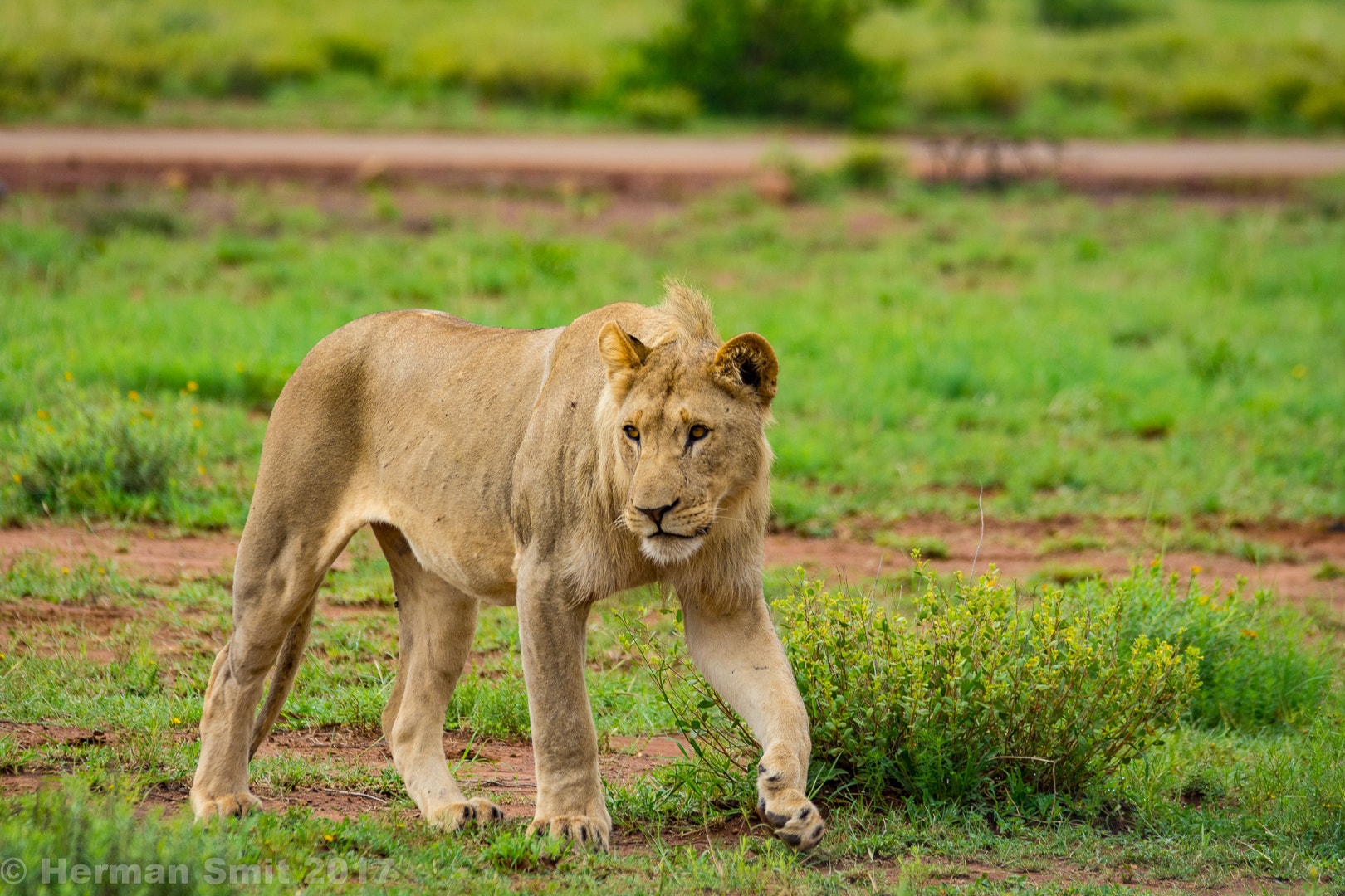Sigma 150-500mm F5-6.3 DG OS HSM sample photo. Lioness photography