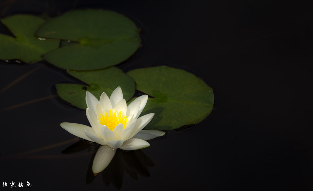 Canon EOS 60D sample photo. Water lily photography