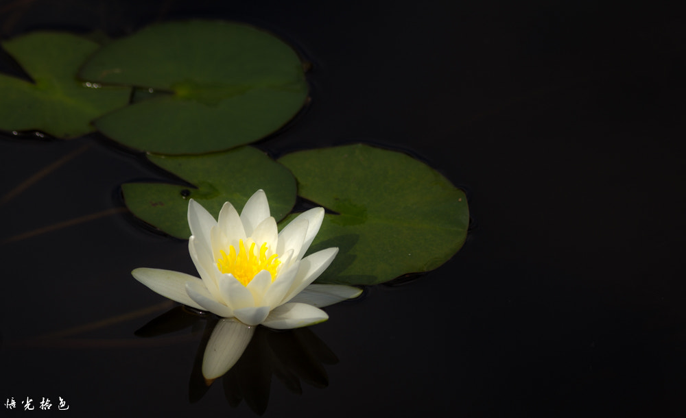 Canon EF 70-300mm F4-5.6 IS USM sample photo. Water lily photography