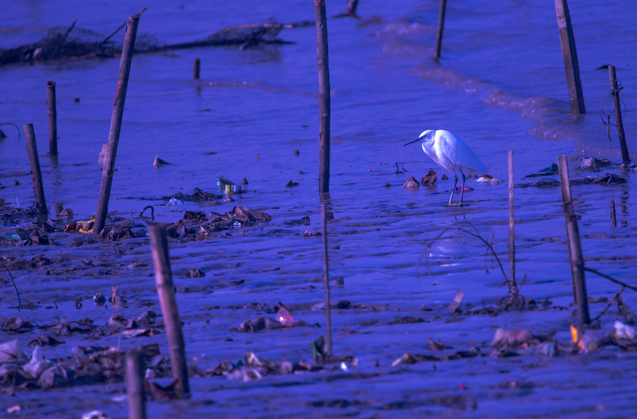 Sigma 500mm F4.5 EX DG HSM sample photo. Give the bird a living environment！ photography