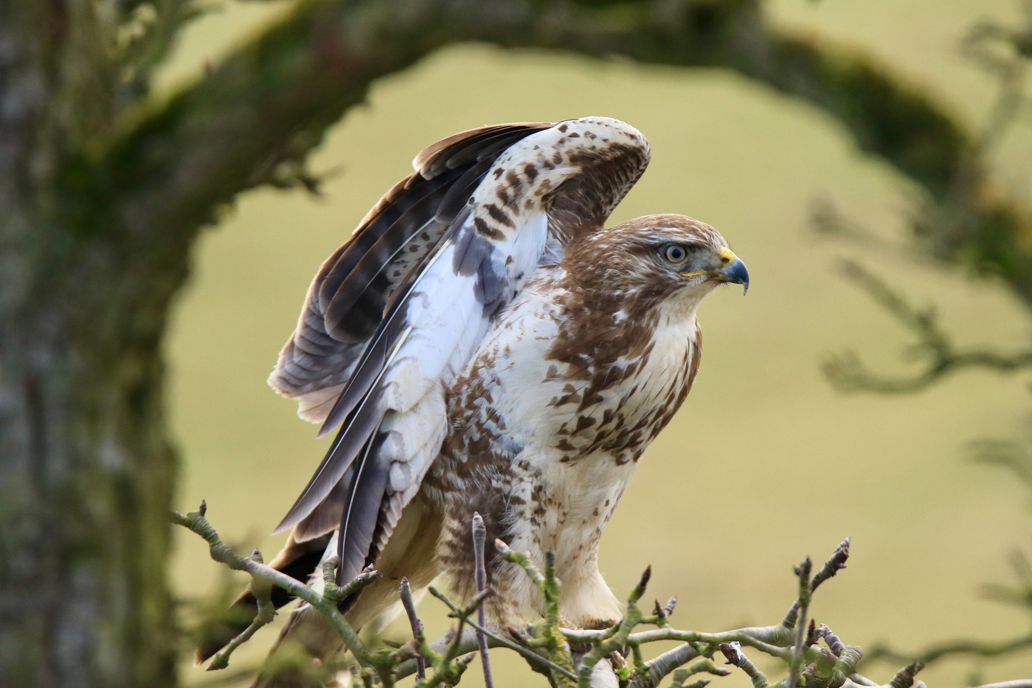 Sigma 150mm f/2.8 EX DG OS HSM APO Macro sample photo. Buzzard,busy to stretch his wings photo is taken on the diefdijk. photography
