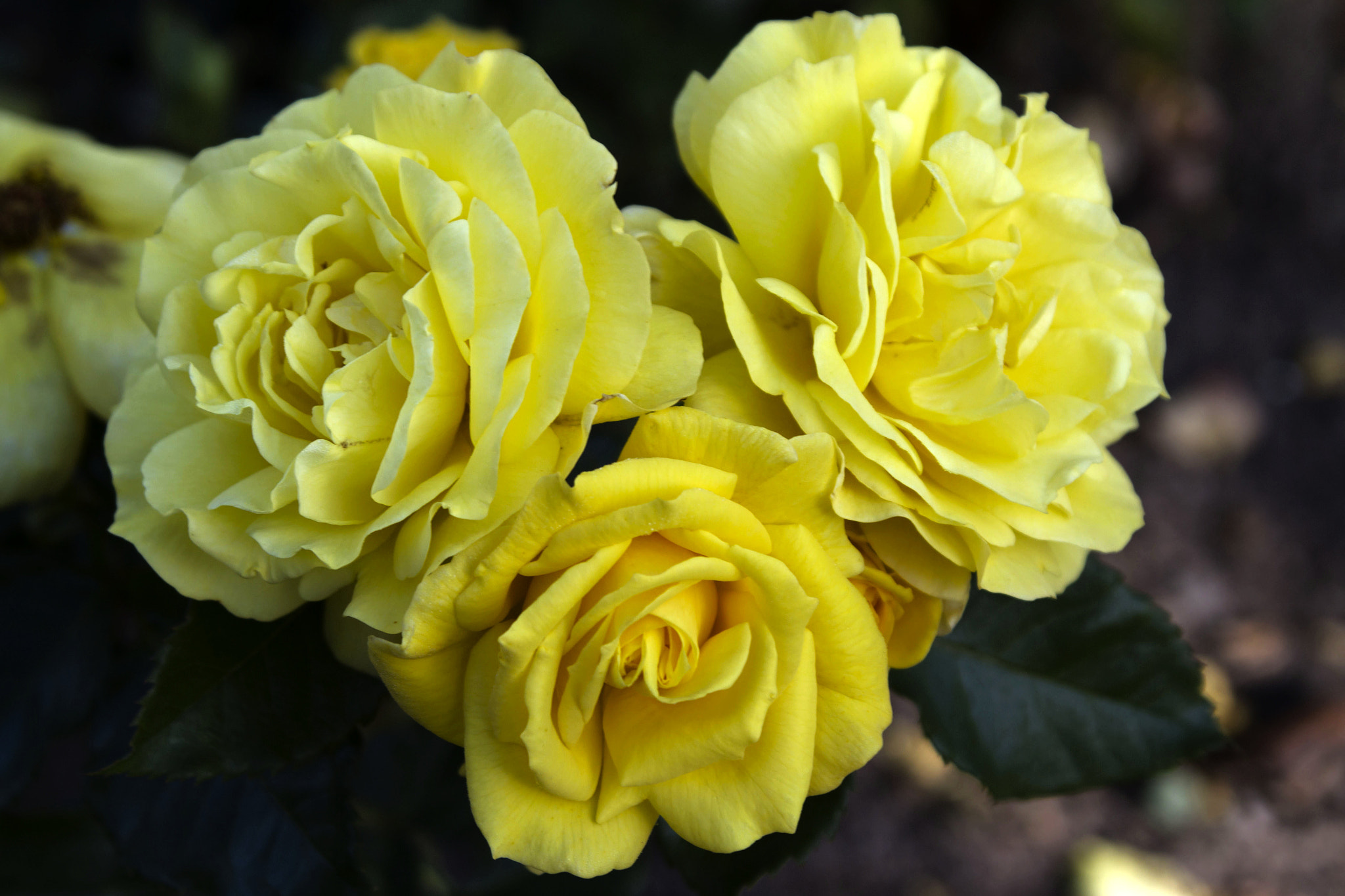 Canon EOS 7D sample photo. Yellow photography