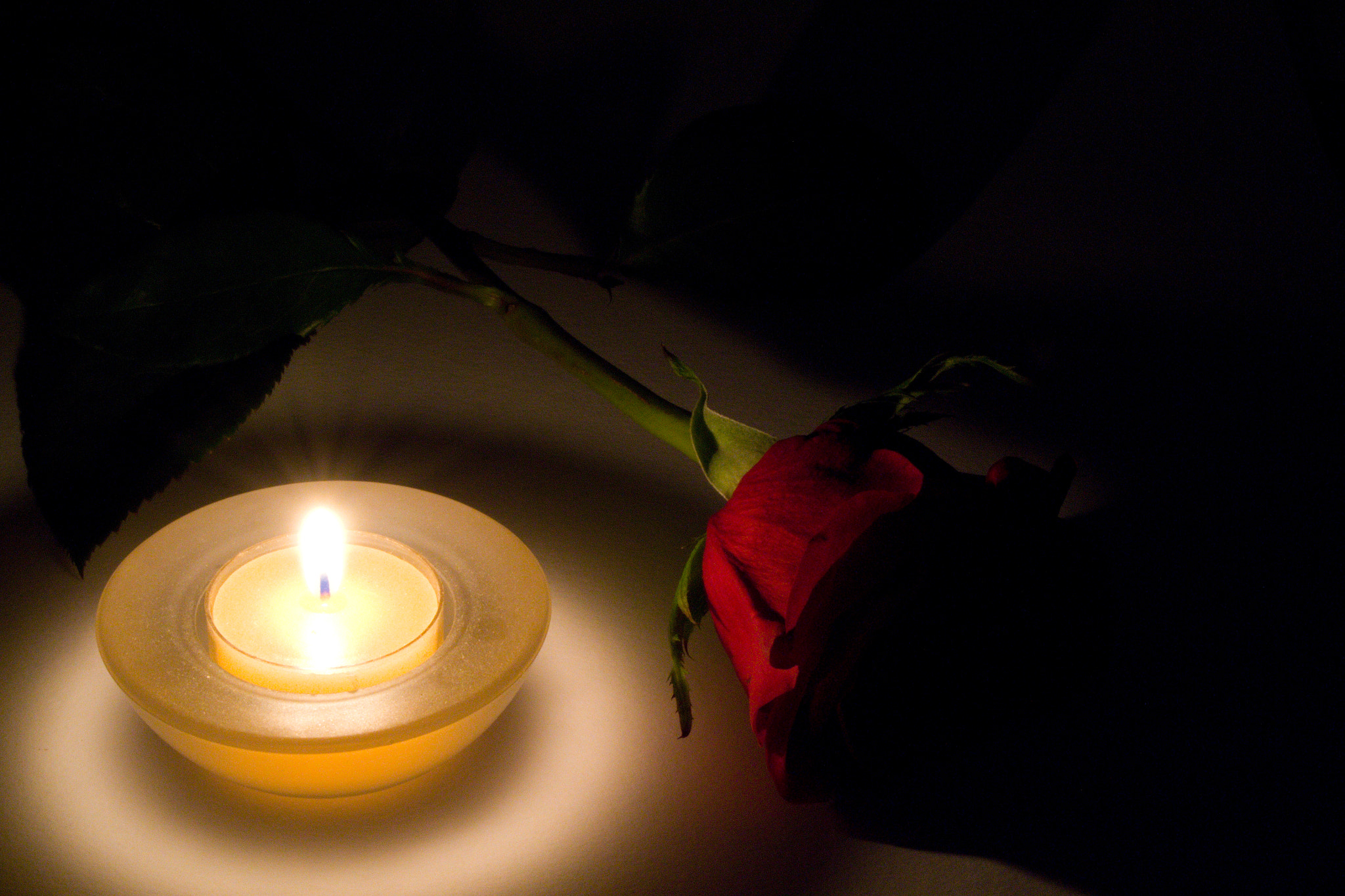Nikon D3100 + 18.00 - 55.00 mm f/3.5 - 5.6 sample photo. Red rose  photography