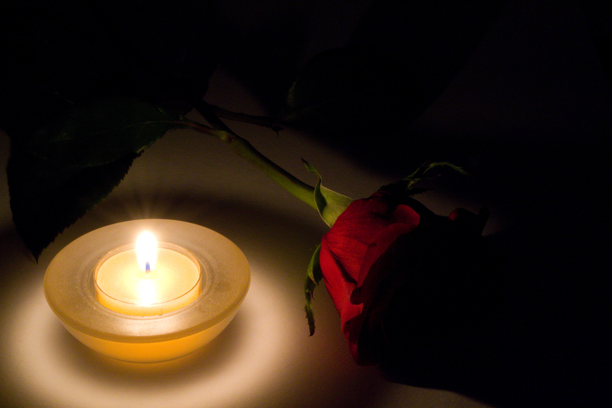 Nikon D3100 sample photo. Red rose  photography