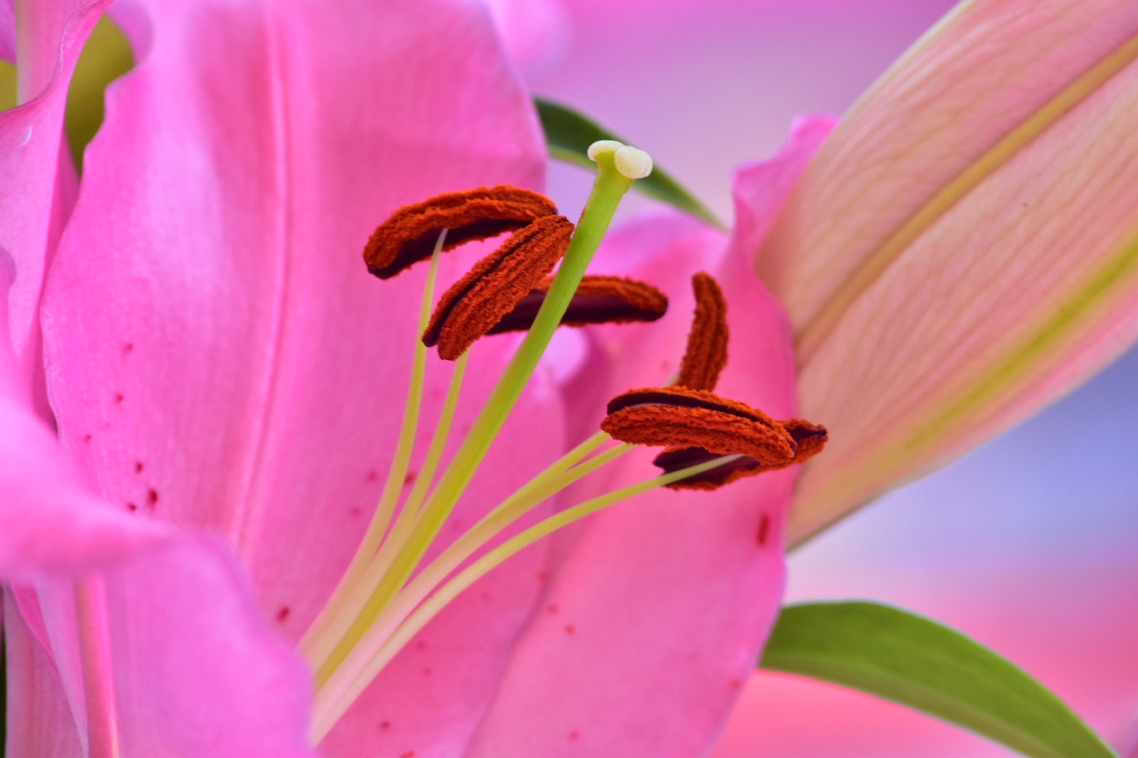 Sigma 70-300mm F4-5.6 APO Macro Super II sample photo. The art of nature photography