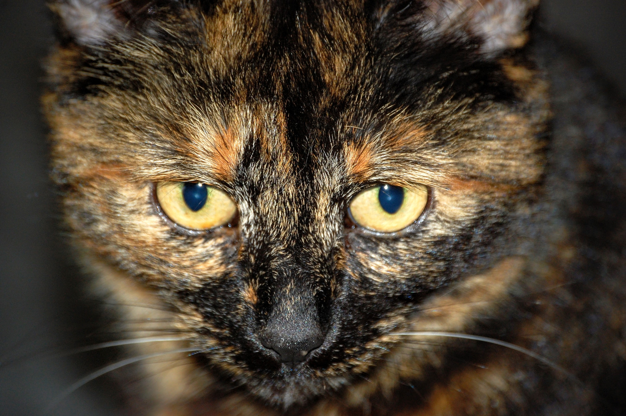 Nikon D40 sample photo. Virgola photography
