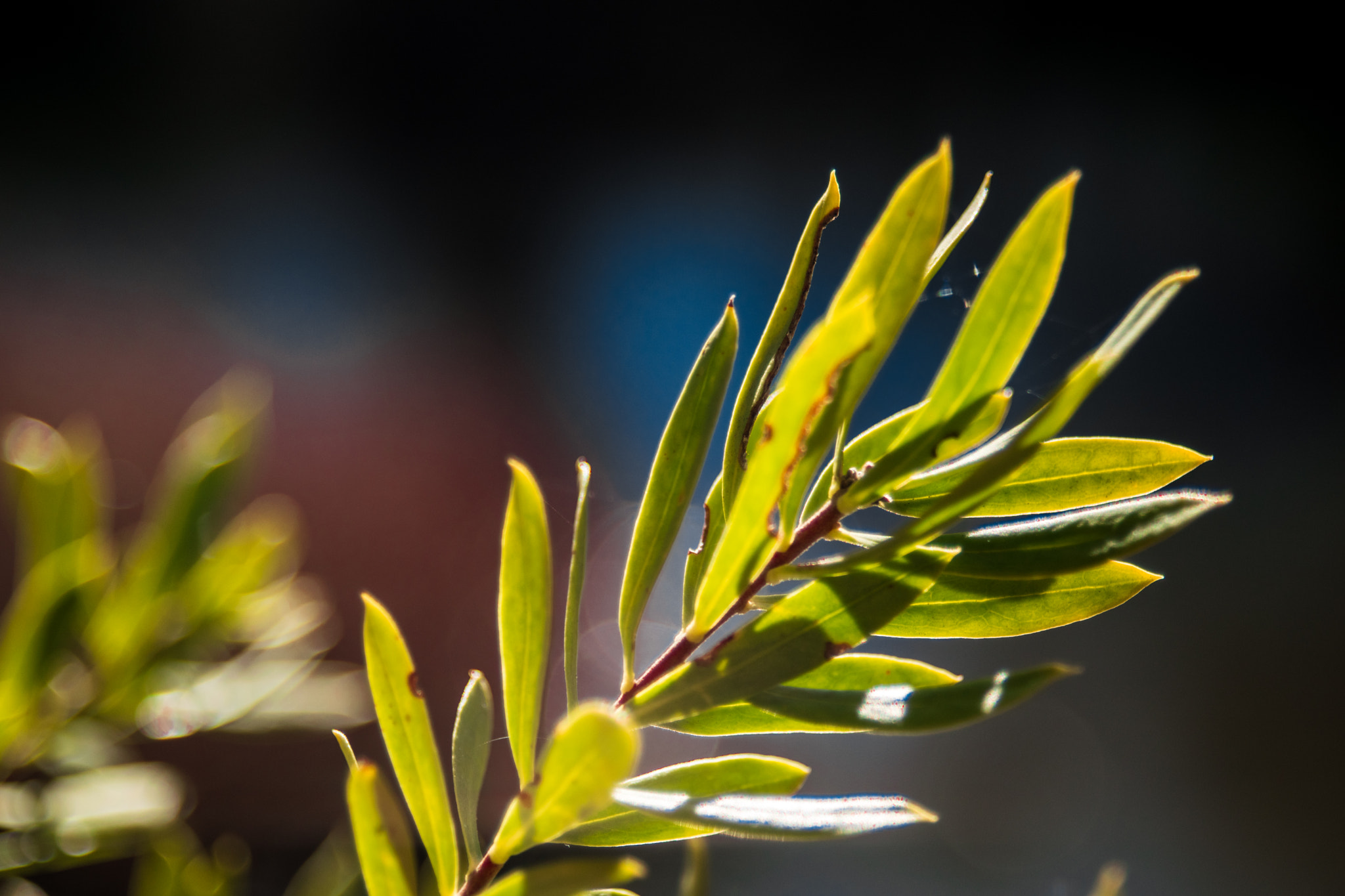 AF Zoom-Nikkor 28-80mm f/3.3-5.6G sample photo
