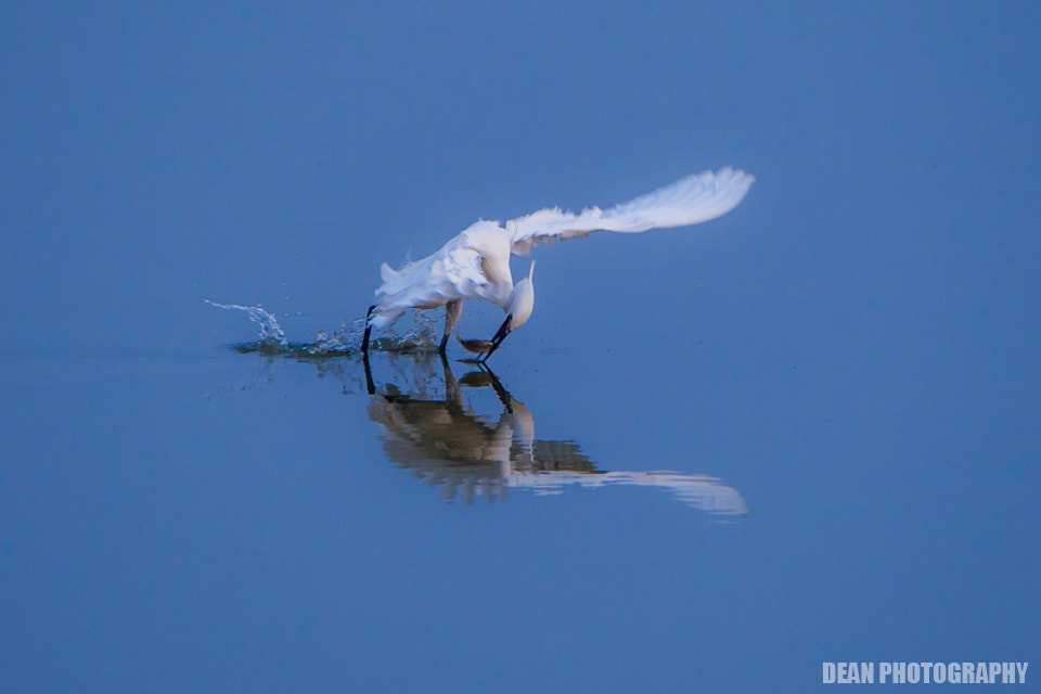 Canon EOS-1D Mark IV sample photo. Hunting photography