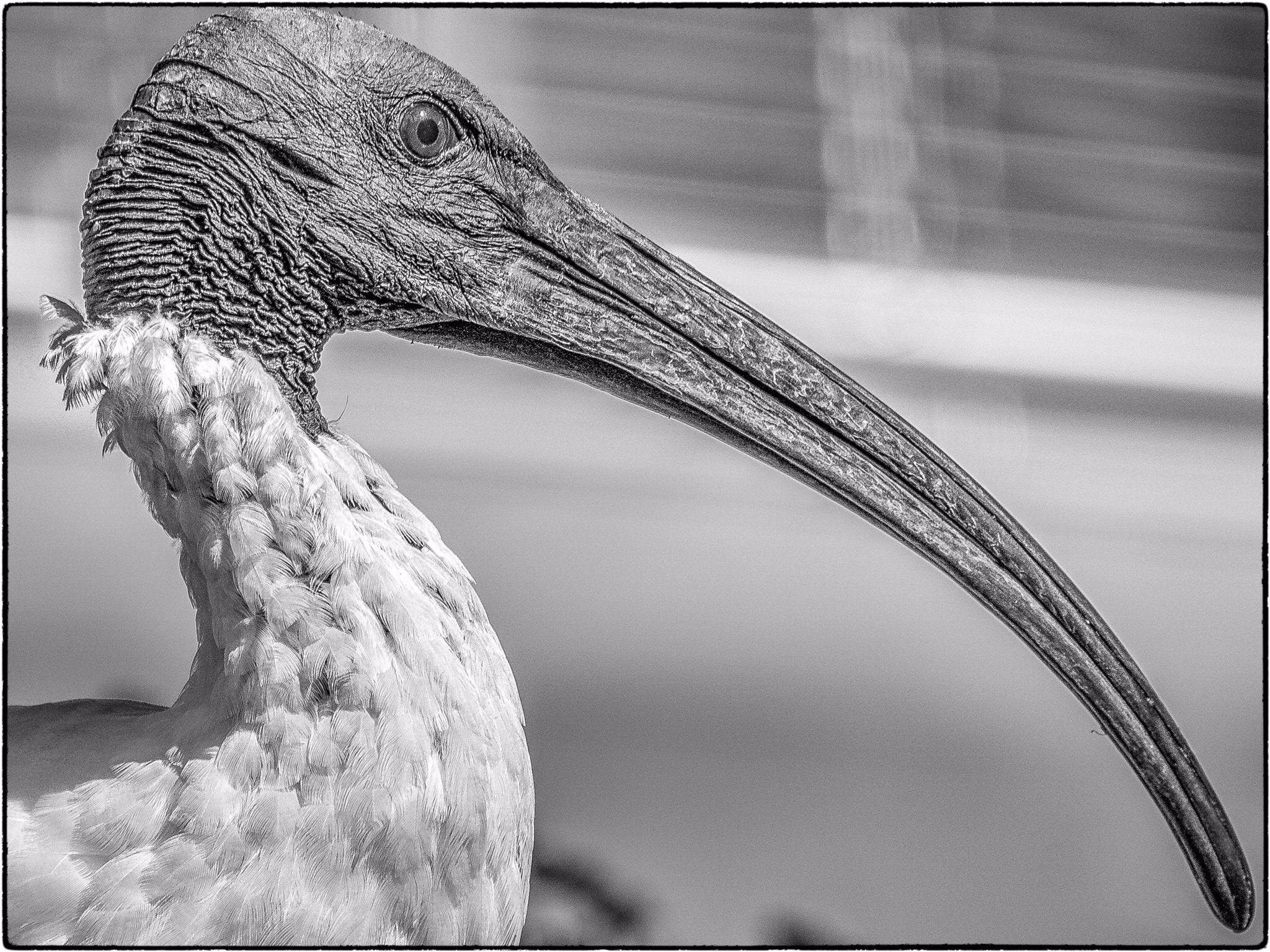Sony E 18-200mm F3.5-6.3 OSS sample photo. The majestic ibis photography
