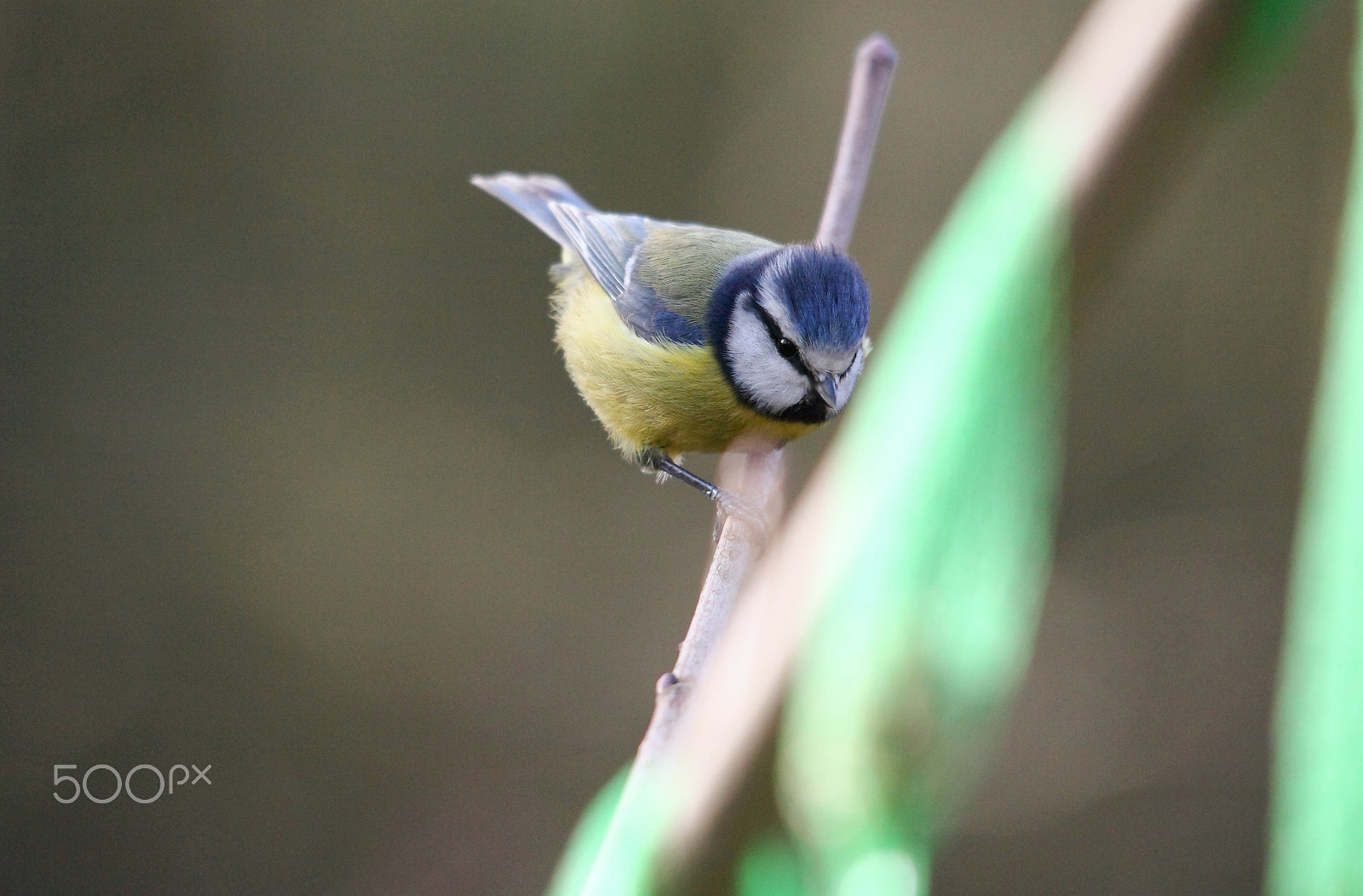 Canon EOS 5D Mark II + Sigma 150-500mm F5-6.3 DG OS HSM sample photo. Blue tit photography