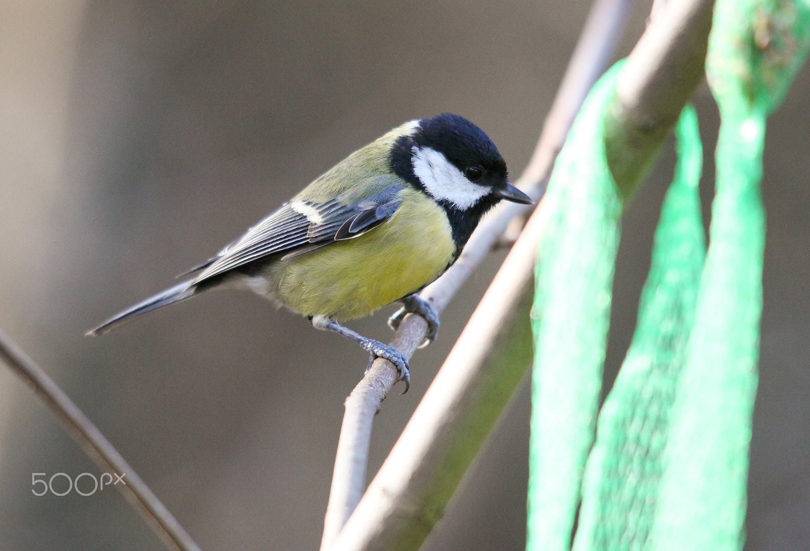 Canon EOS 5D Mark II + Sigma 150-500mm F5-6.3 DG OS HSM sample photo. Great tit photography