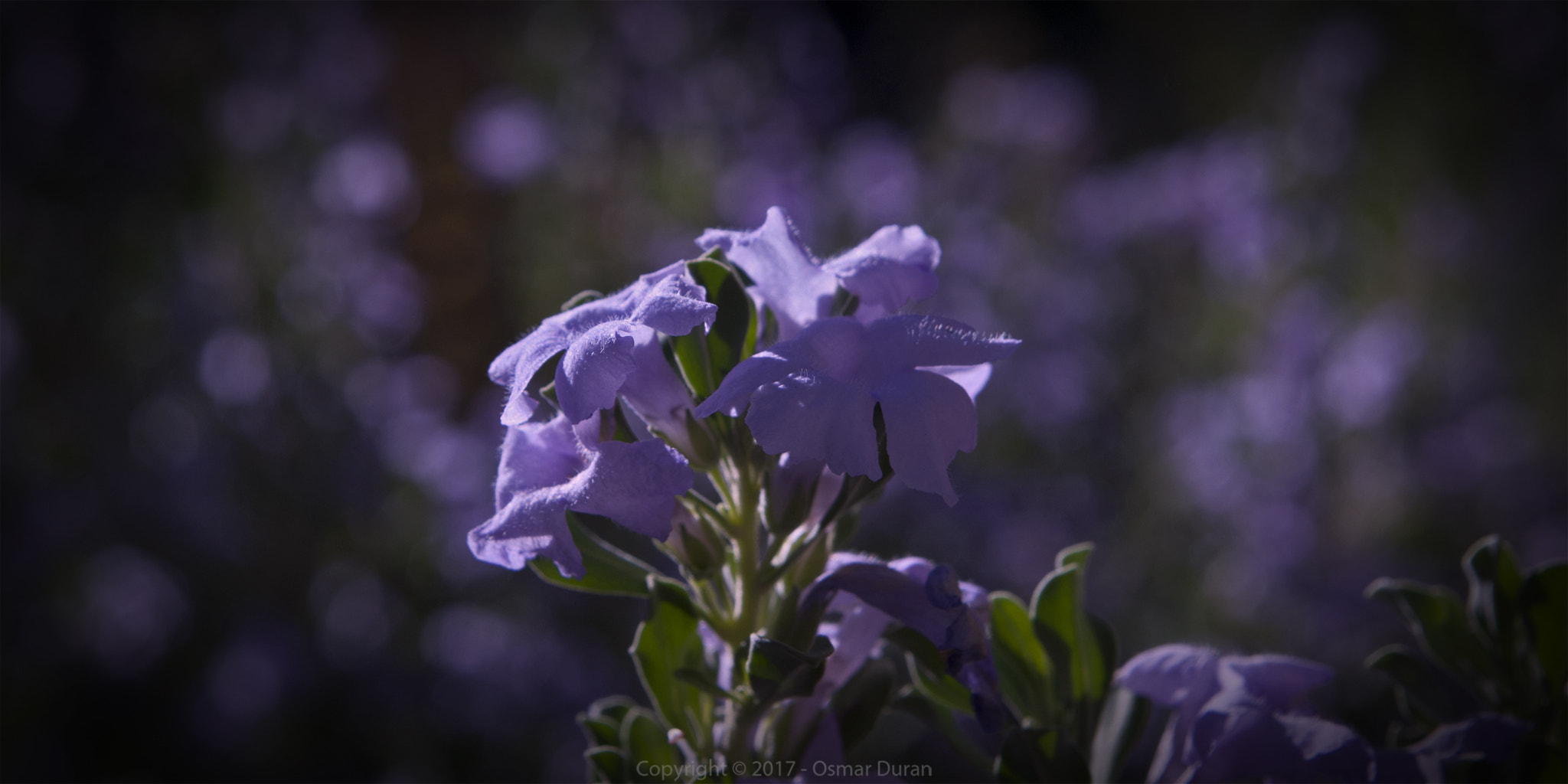 Nikon D200 sample photo. The little ones photography