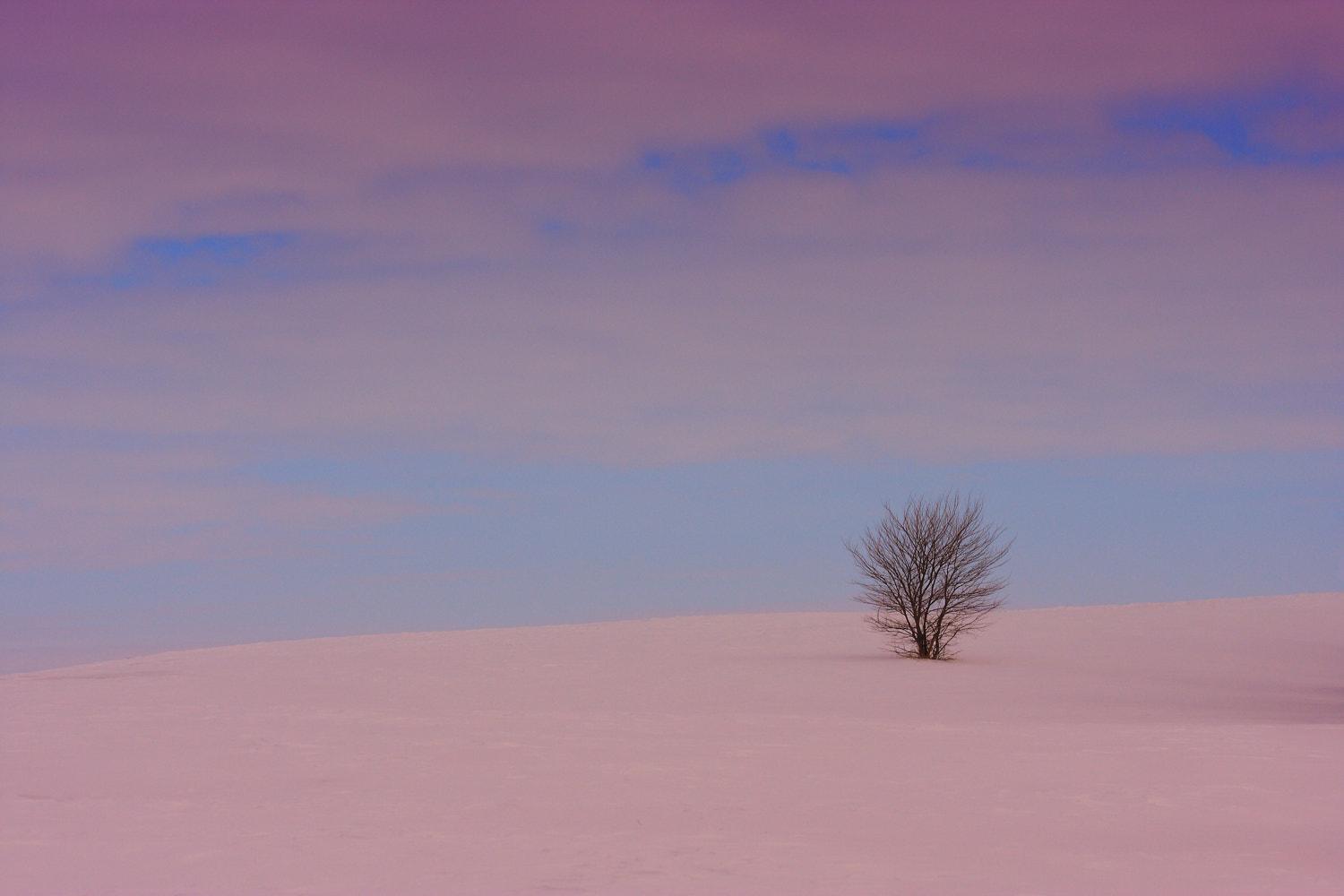 Canon EOS 40D + Canon EF 70-200mm F4L USM sample photo. Lonely tree photography