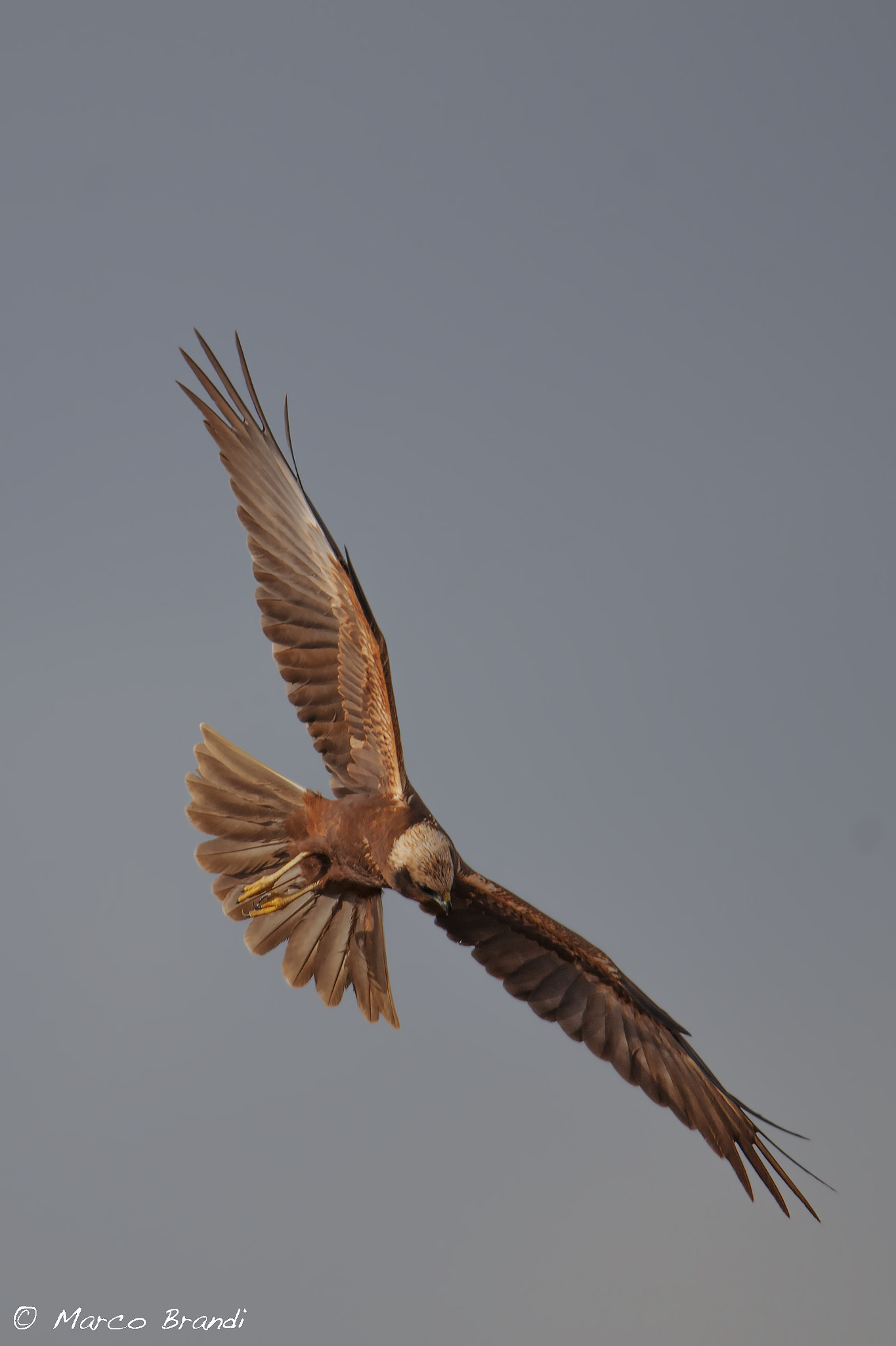 Sigma 150-600mm F5-6.3 DG OS HSM | S sample photo. Falco di palude femmina - marsh harrier photography