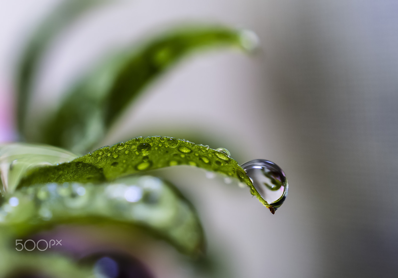 Sony DT 30mm F2.8 Macro SAM sample photo. Drops photography