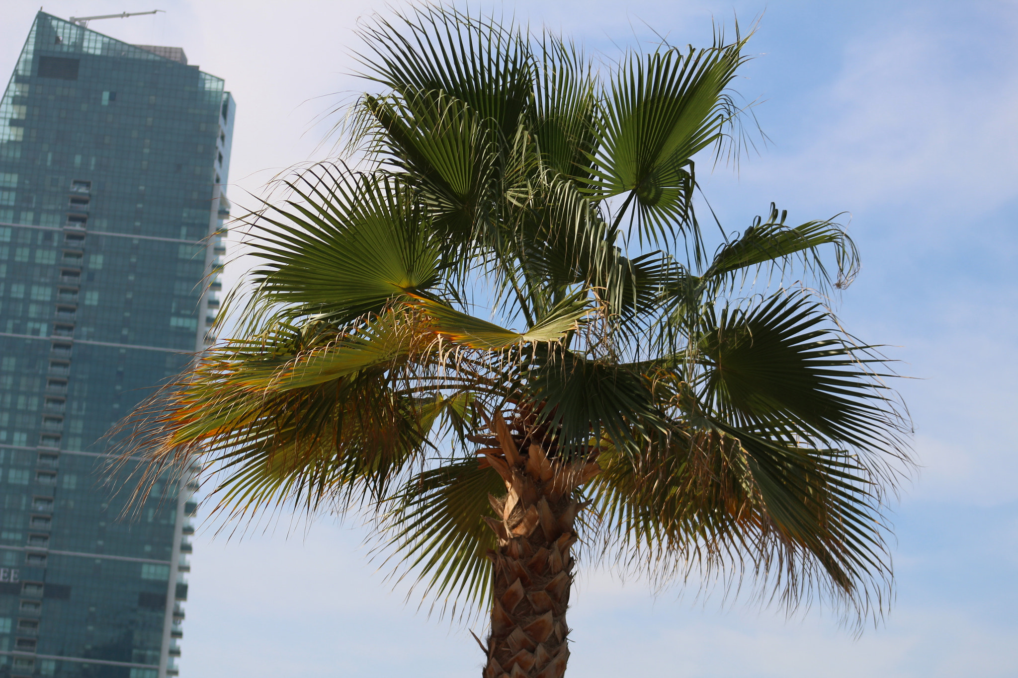 Canon EF 75-300mm f/4-5.6 USM sample photo. Palm tree photography